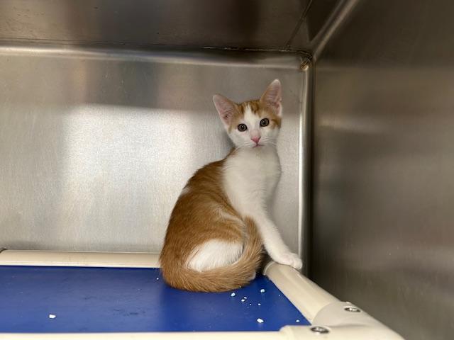 Corduroy, a Adoptable Domestic Short Hair in Bloomingdale, NJ image 2/5