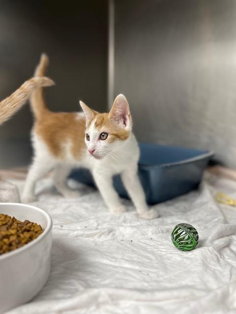 Corduroy, a Adoptable Domestic Short Hair in Bloomingdale, NJ image 3/5