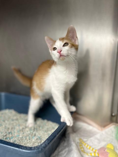 Corduroy, a Adoptable Domestic Short Hair in Bloomingdale, NJ image 4/5