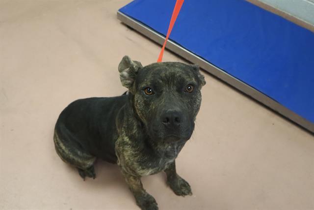 SWIFT, Adoptable, Young Female Mixed Breed.