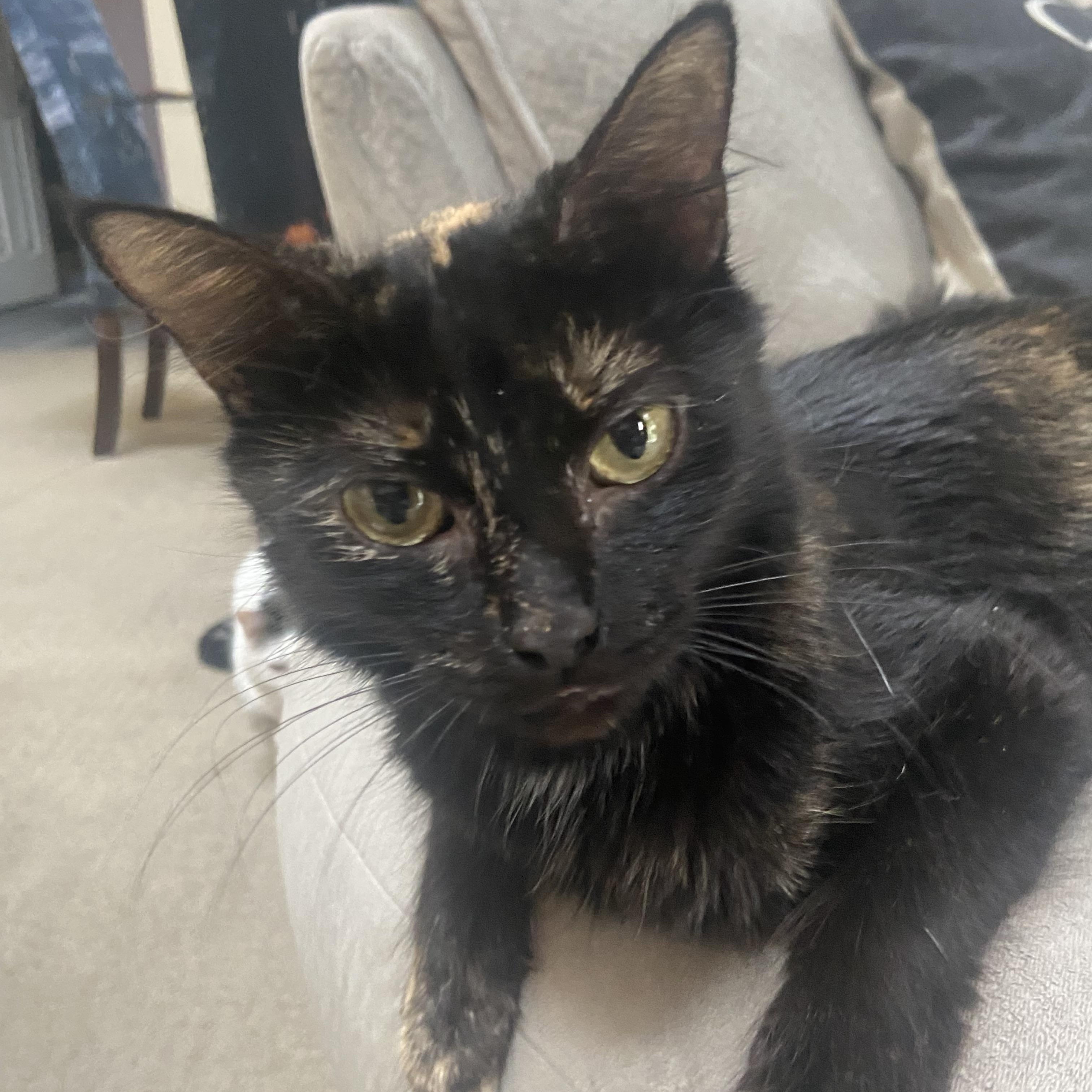 Bonnie, Adoptable, Young Female Tortoiseshell & Domestic Short Hair.