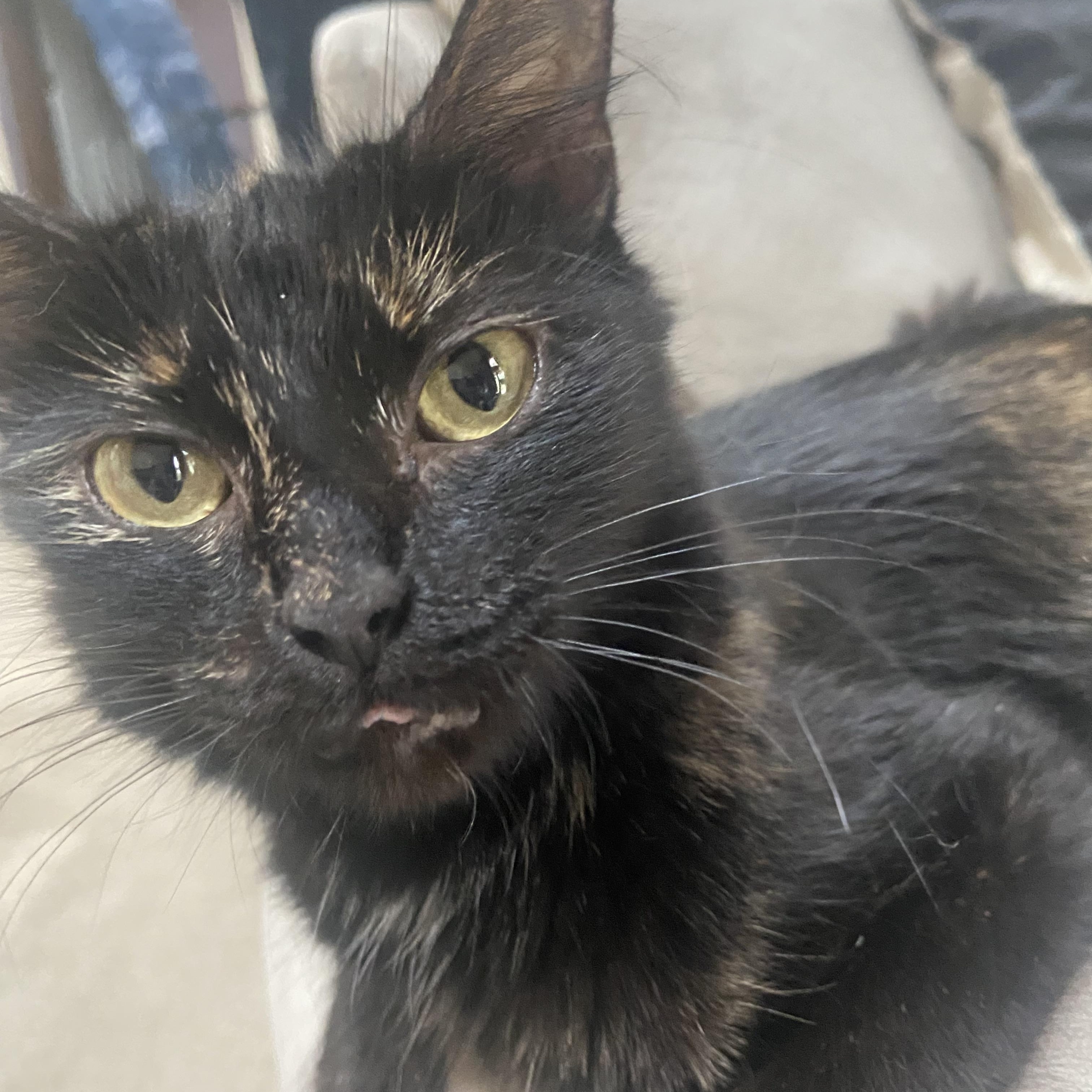 Bonnie, a Adoptable mixed breed in Massillon , OH image 3/5