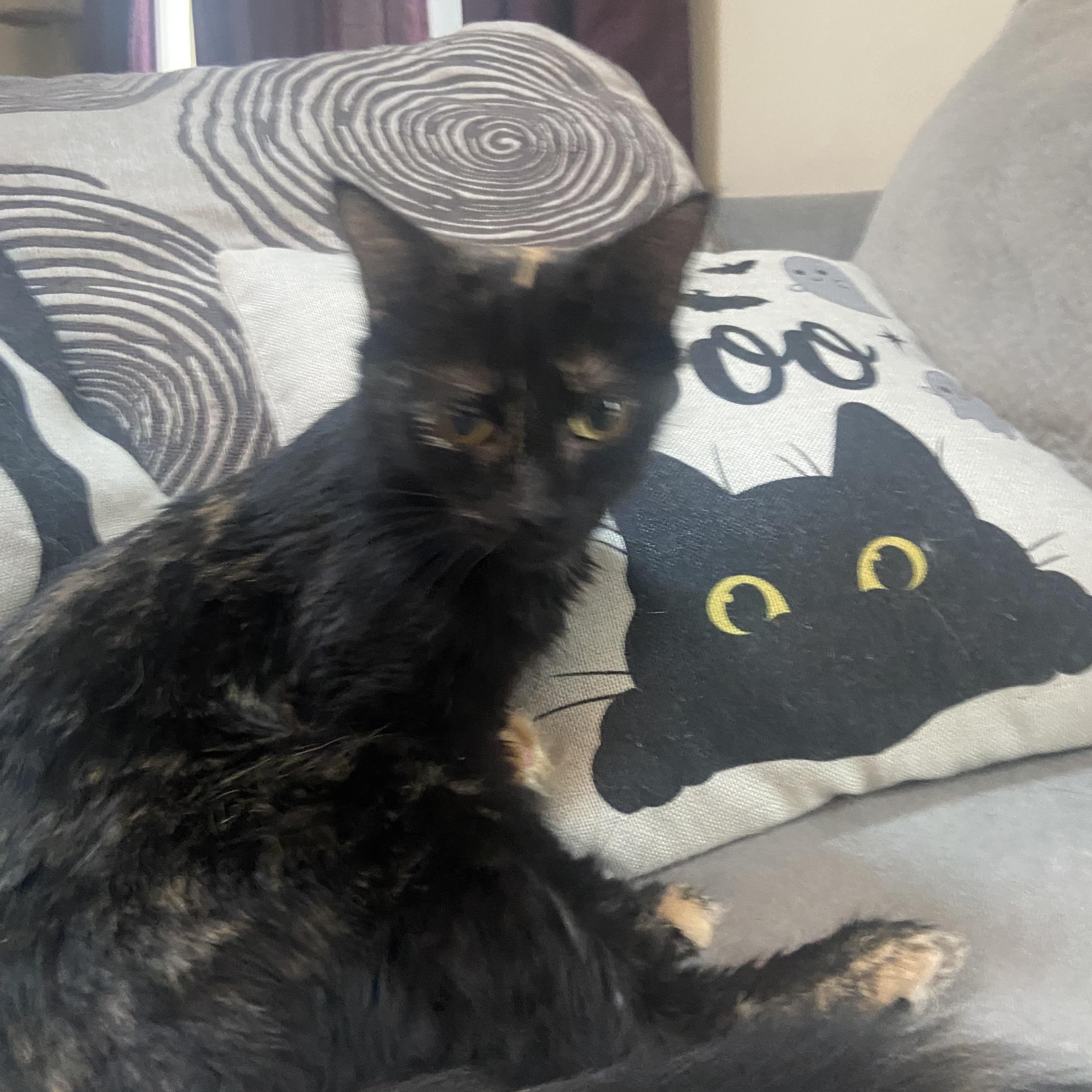 Bonnie, a Adoptable mixed breed in Massillon , OH image 4/5