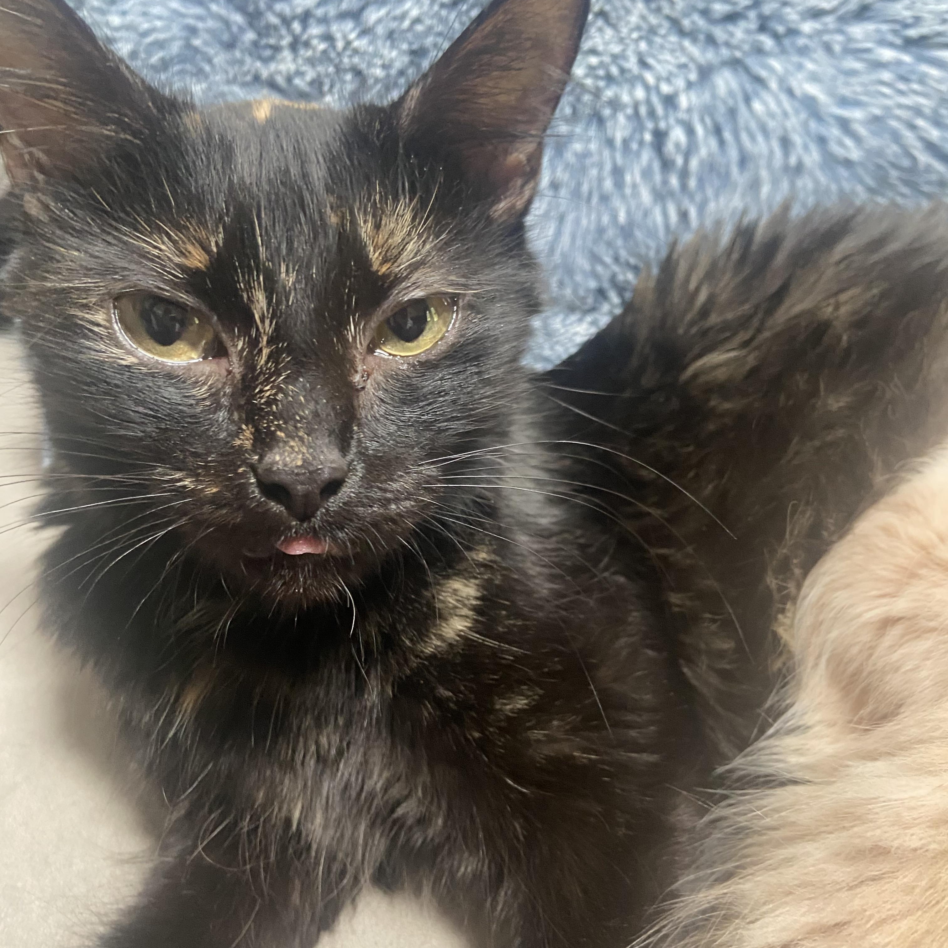 Bonnie, a Adoptable mixed breed in Massillon , OH image 5/5