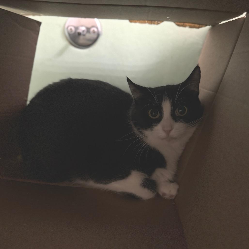 Joplin, Adoptable, Adult Female Domestic Short Hair.