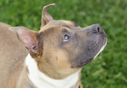 Michi, a ADOPTABLE Mixed Breed in Hamilton, OH image 3/3
