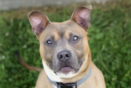 Michi, ADOPTABLE, Young Male Mixed Breed.