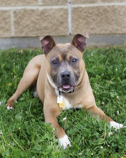 Michi, a ADOPTABLE Mixed Breed in Hamilton, OH image 2/3