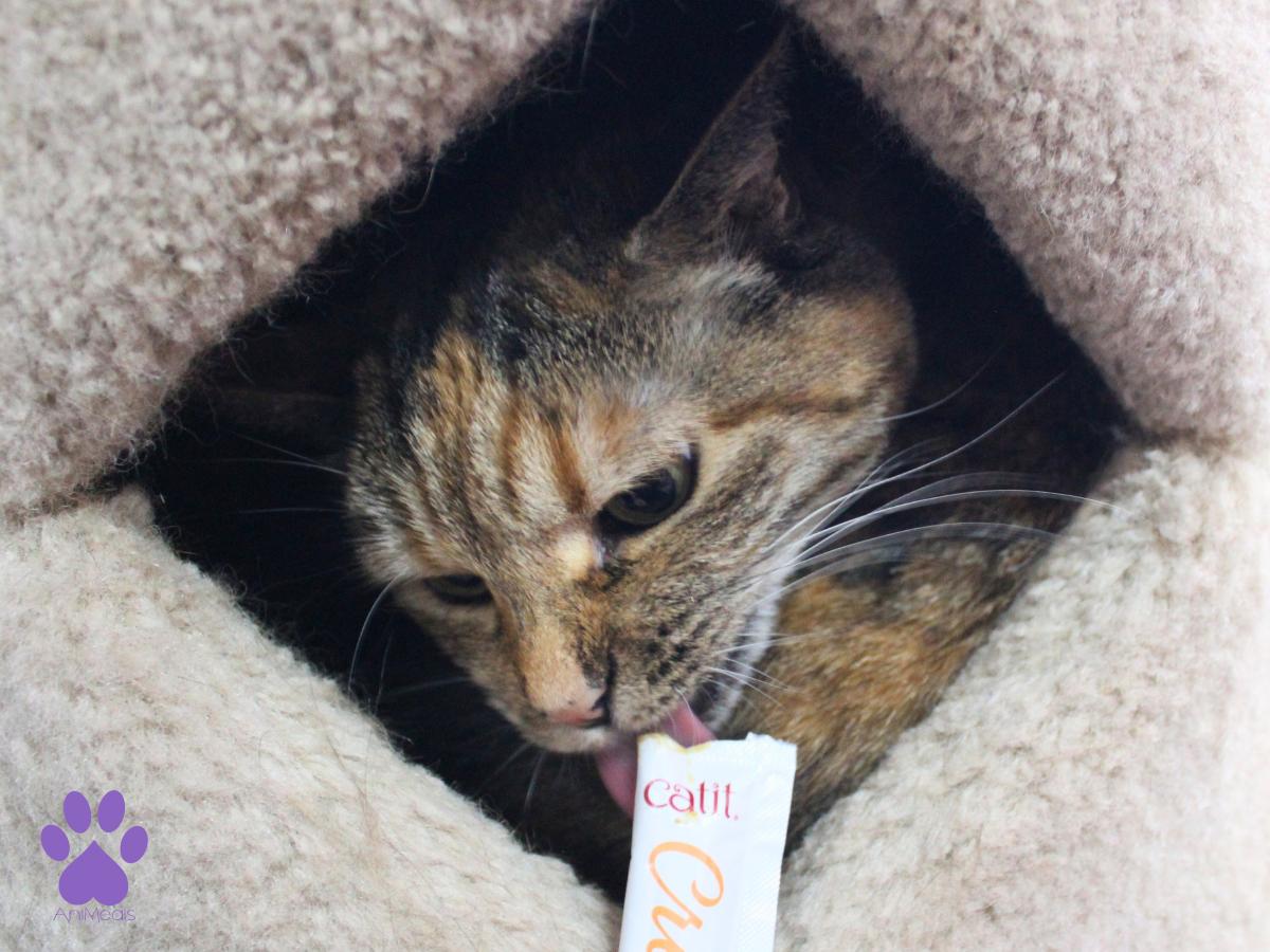 Safari, a ADOPTABLE Torbie in Missoula, MT image 2/4