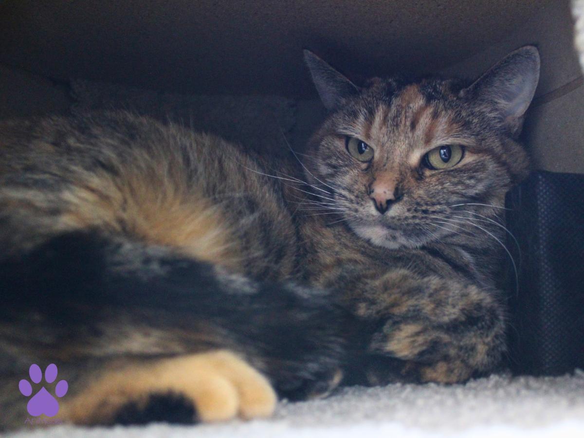 Safari, a ADOPTABLE Torbie in Missoula, MT image 4/4