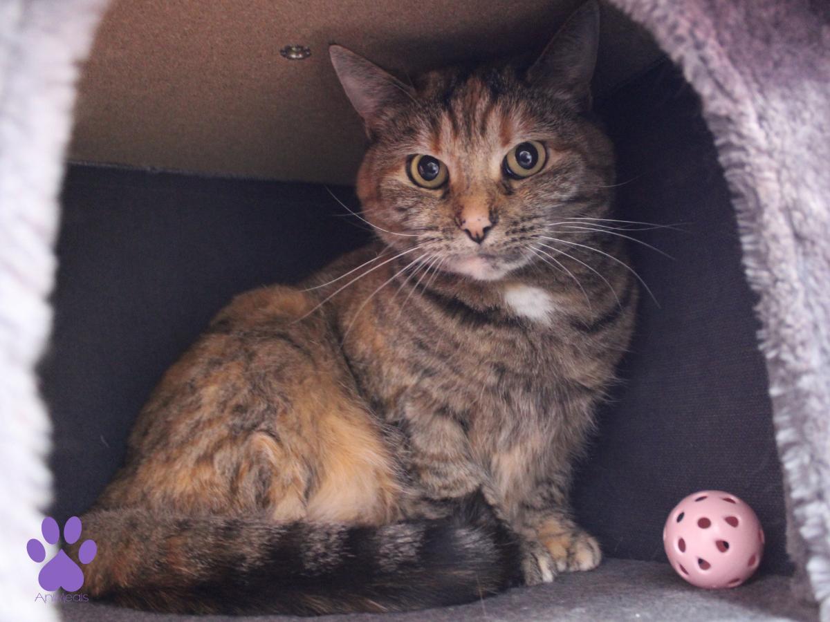 Safari, ADOPTABLE, Adult Female Torbie.