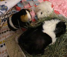 Nilla Bean, Biscotti and Cookie, a Adoptable Guinea Pig in Vancouver, BC image 1/3
