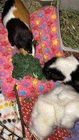 Nilla Bean, Biscotti and Cookie, a Adoptable Guinea Pig in Vancouver, BC image 2/3