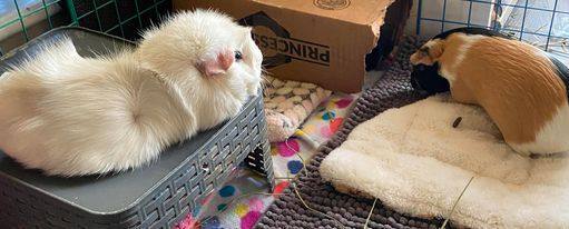 Nilla Bean, Biscotti and Cookie, a Adoptable Guinea Pig in Vancouver, BC image 3/3