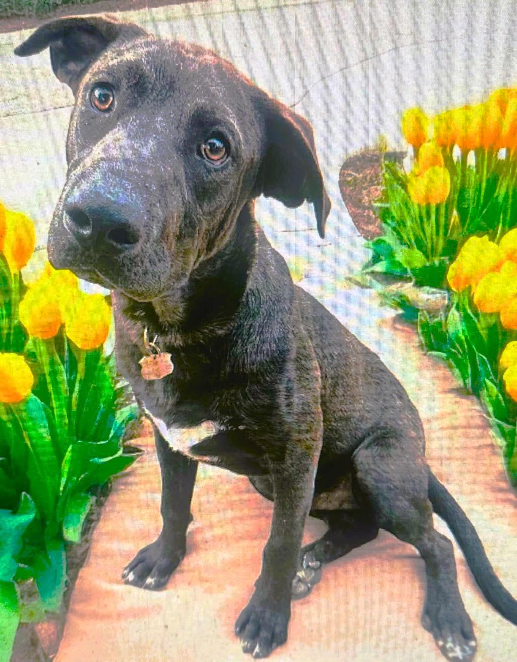 Wally Black Labrador Retriever Dog