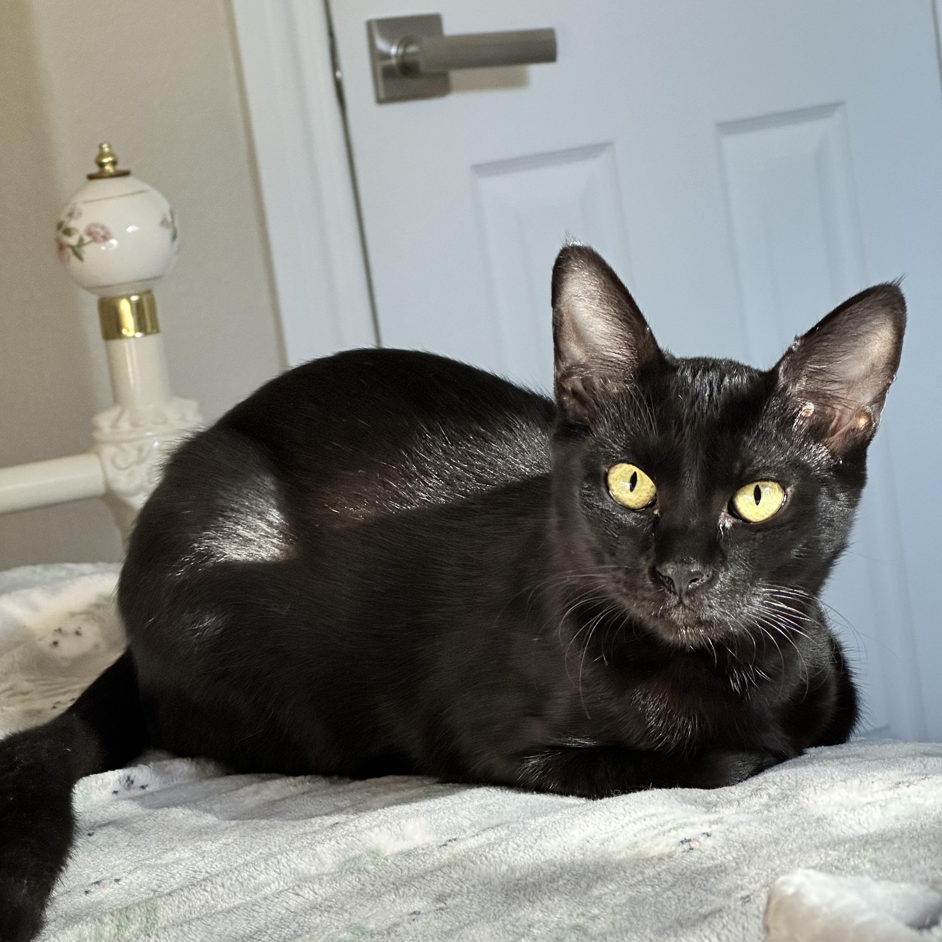 Wednesday, Adoptable, Kitten Female Domestic Short Hair.