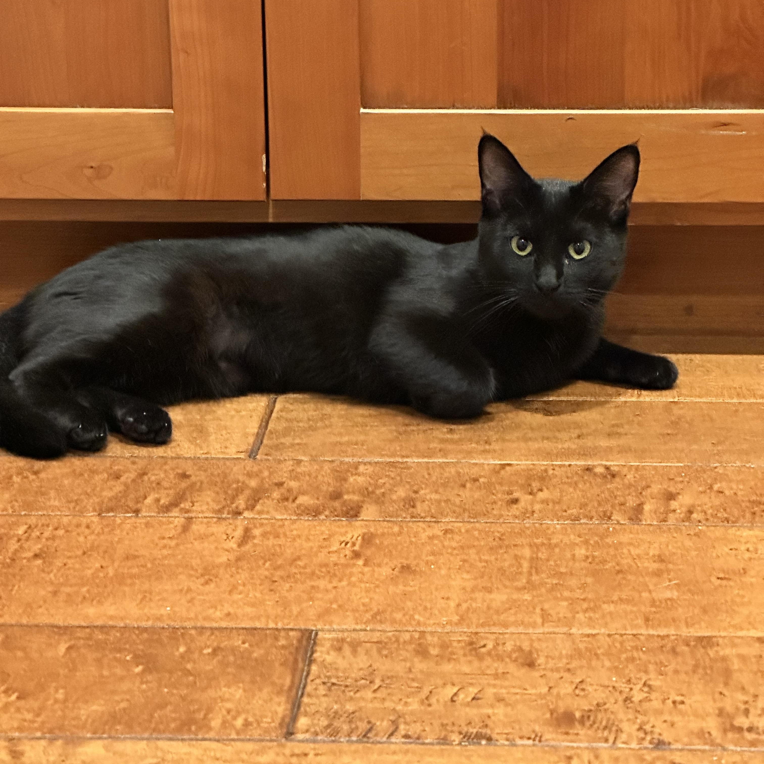 Enlarge Wednesday, a Adoptable Domestic Short Hair in Visalia, CA image 2/5