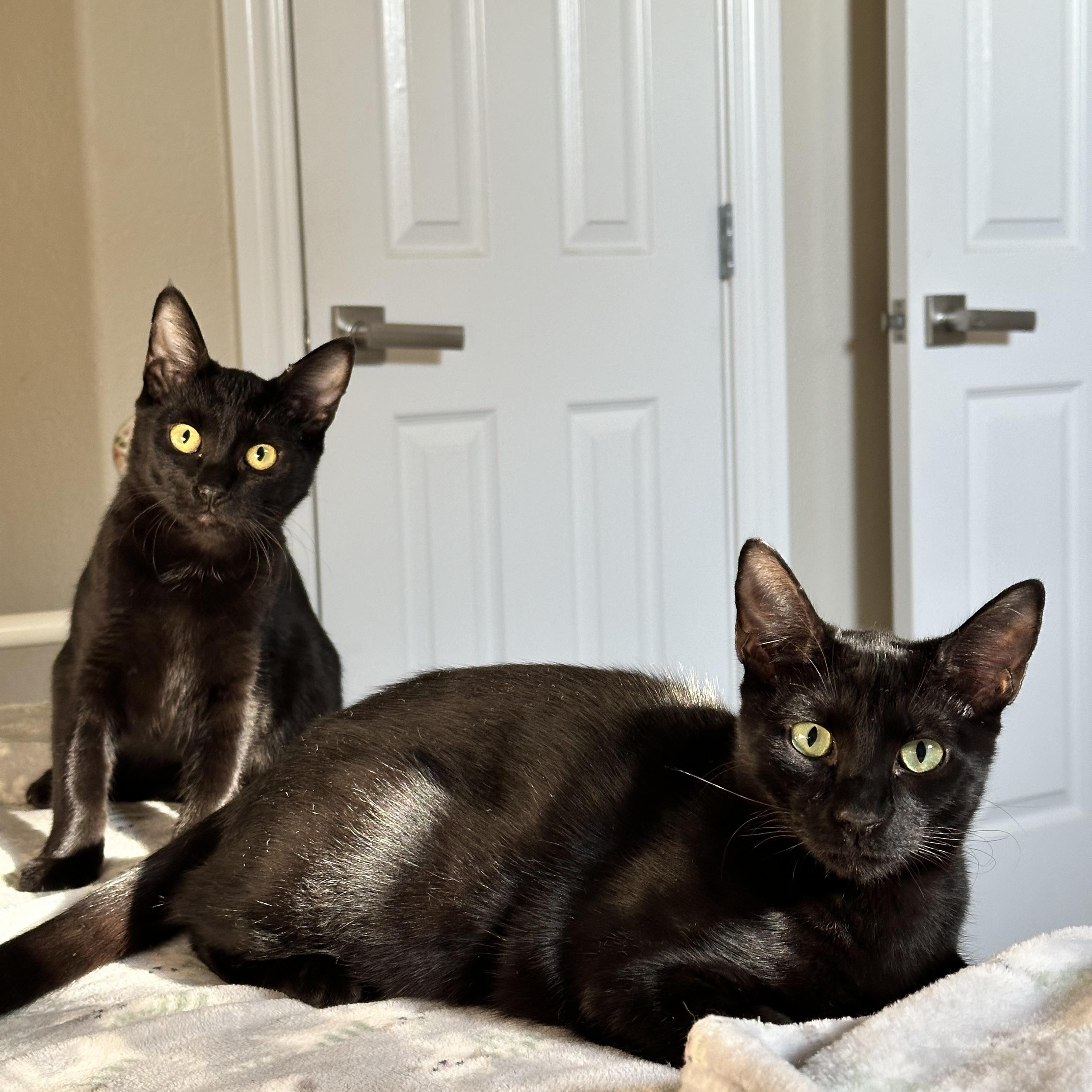 Enlarge Wednesday, a Adoptable Domestic Short Hair in Visalia, CA image 3/5