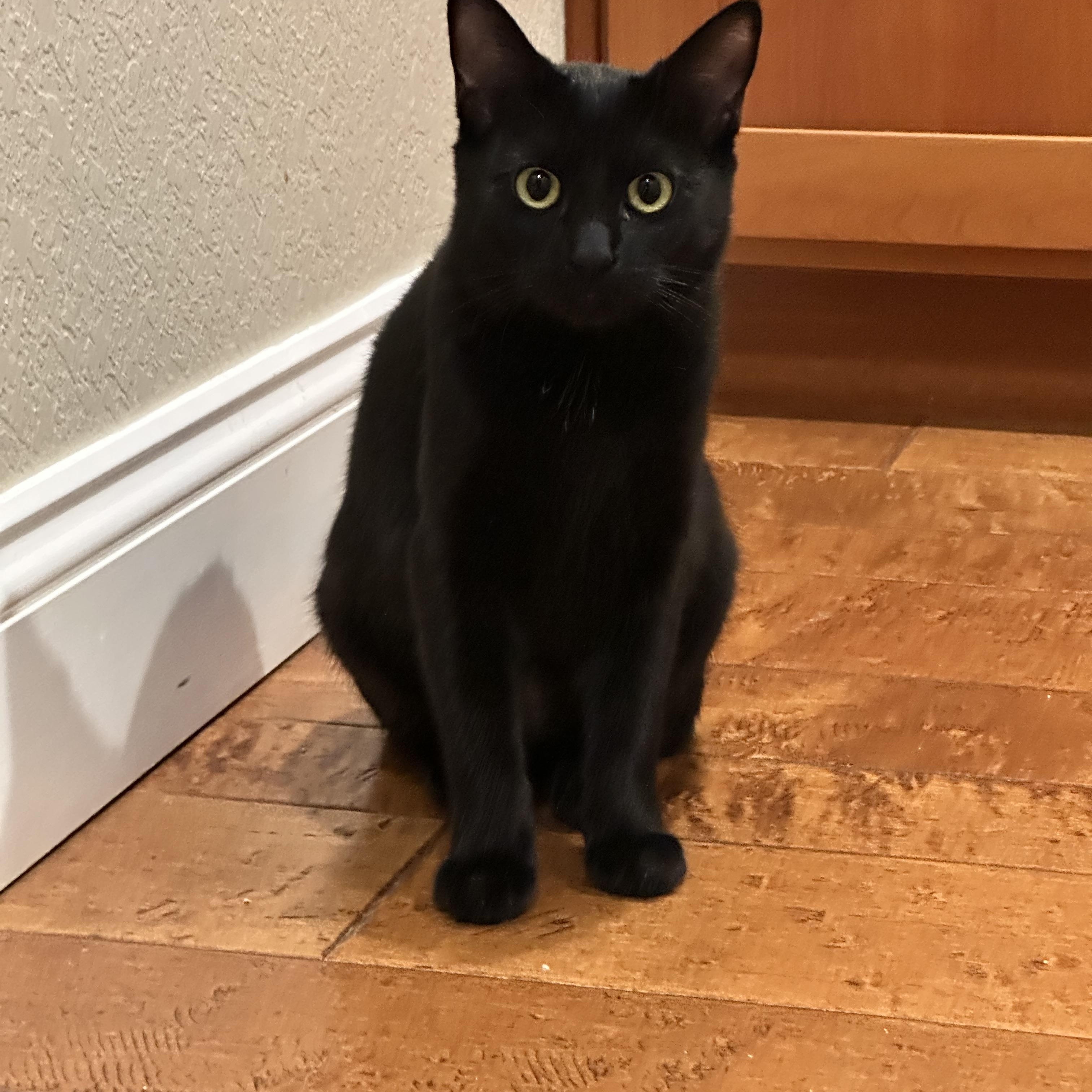 Enlarge Wednesday, a Adoptable Domestic Short Hair in Visalia, CA image 4/5