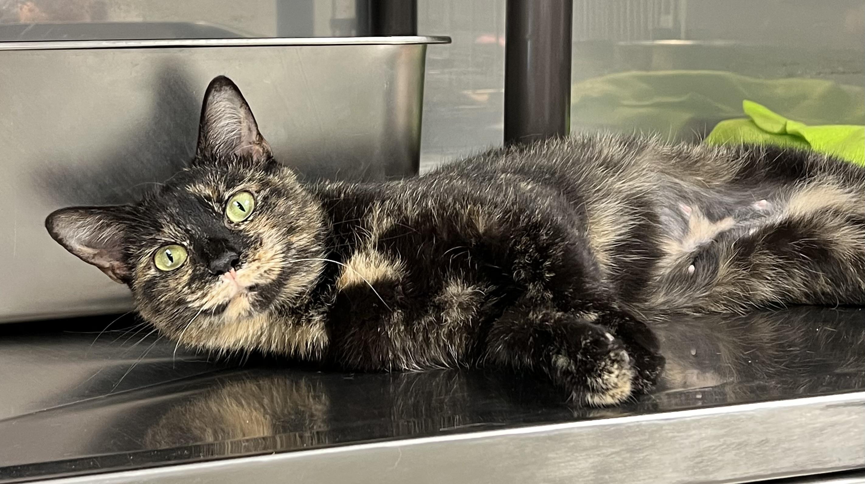 Turtle, Young Female Tortoiseshell