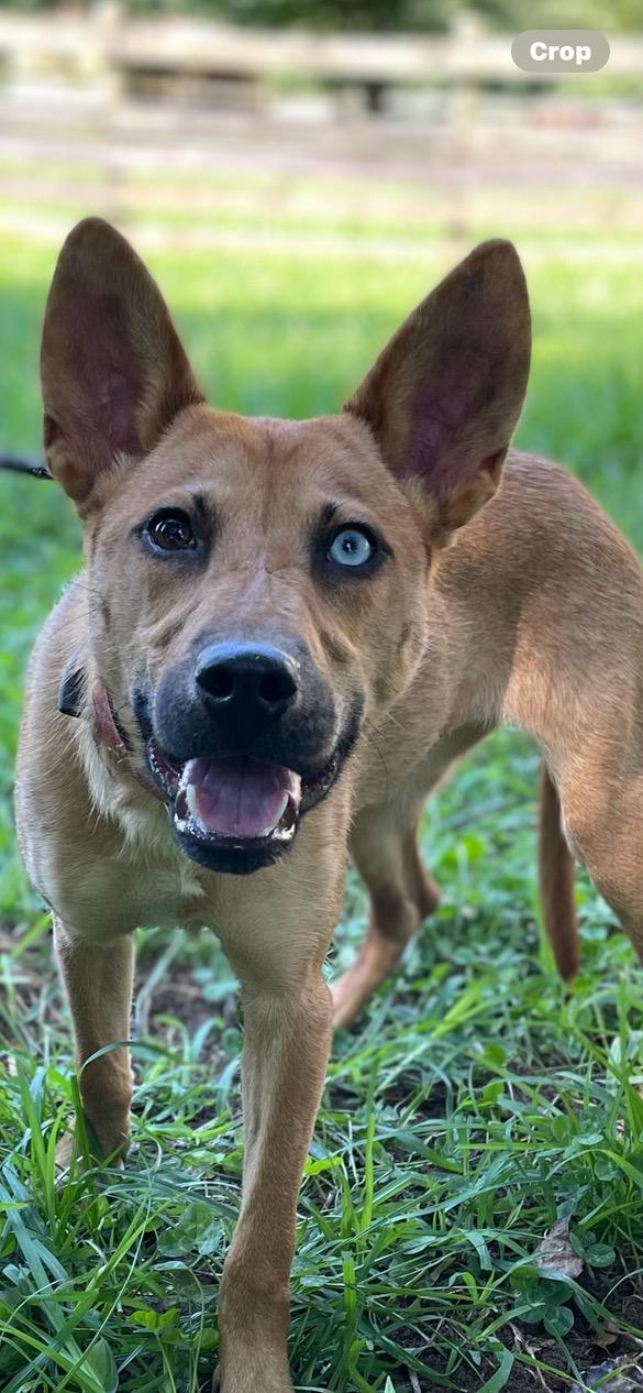 Enlarge Flower, a Adoptable mixed breed in Lincoln University, PA image 2/6