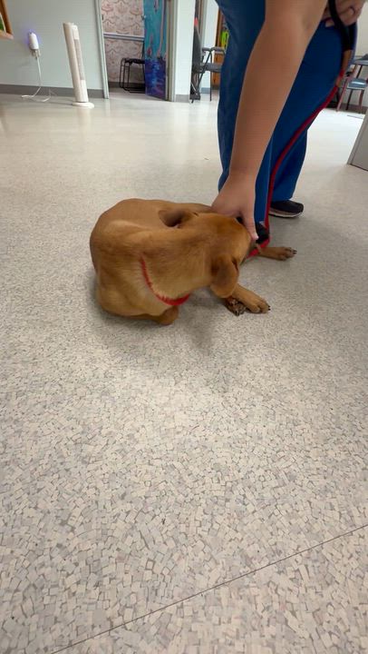 Enlarge Flower, a ADOPTABLE mixed breed in Lincoln University, PA video 2/2
