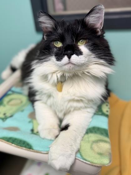 Sophie, Adoptable, Adult Female Domestic Long Hair & Domestic Short Hair.