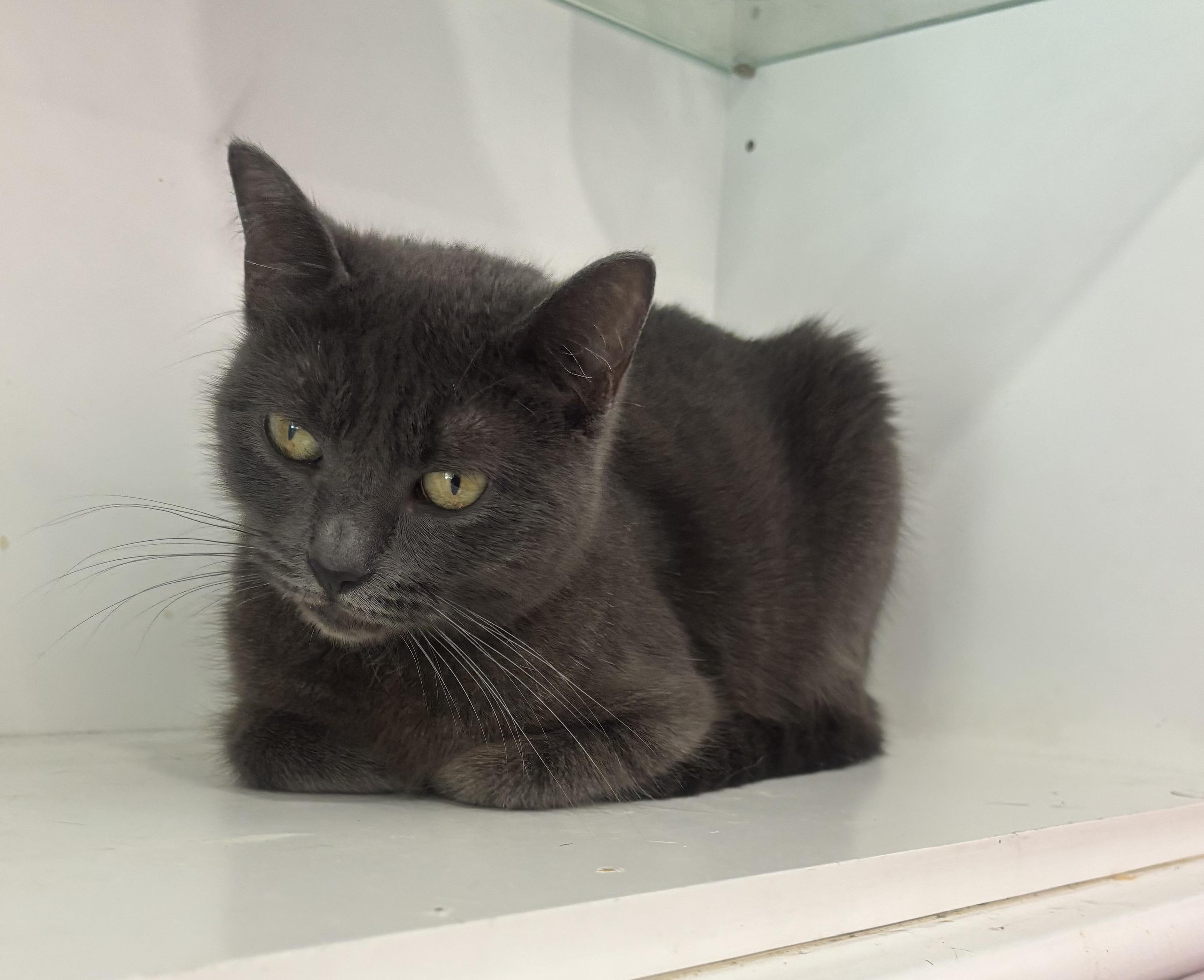 Enlarge Gigi, a Adopted mixed breed in Whittier, CA image 3/5