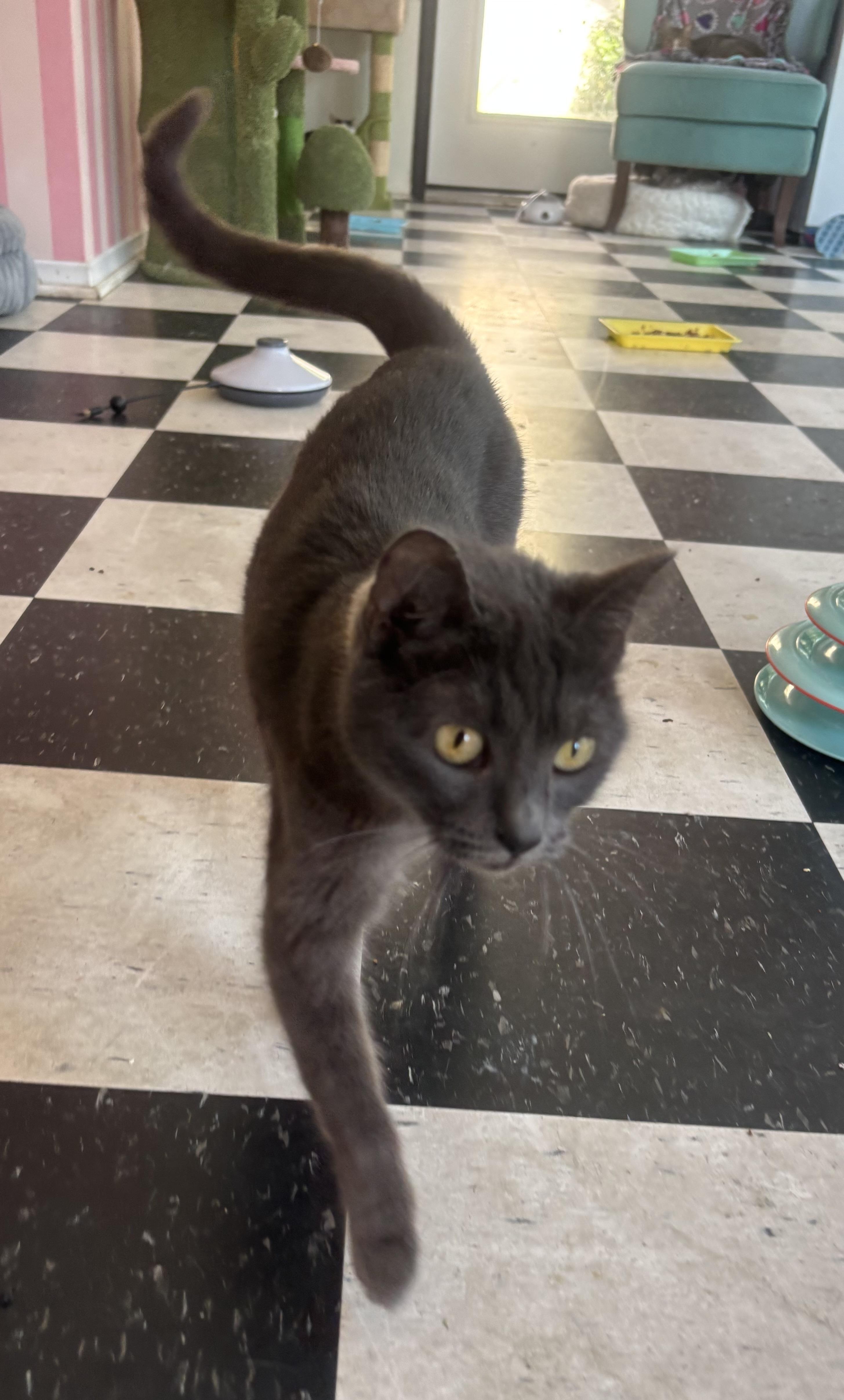 Enlarge Gigi, a Adopted mixed breed in Whittier, CA image 5/5