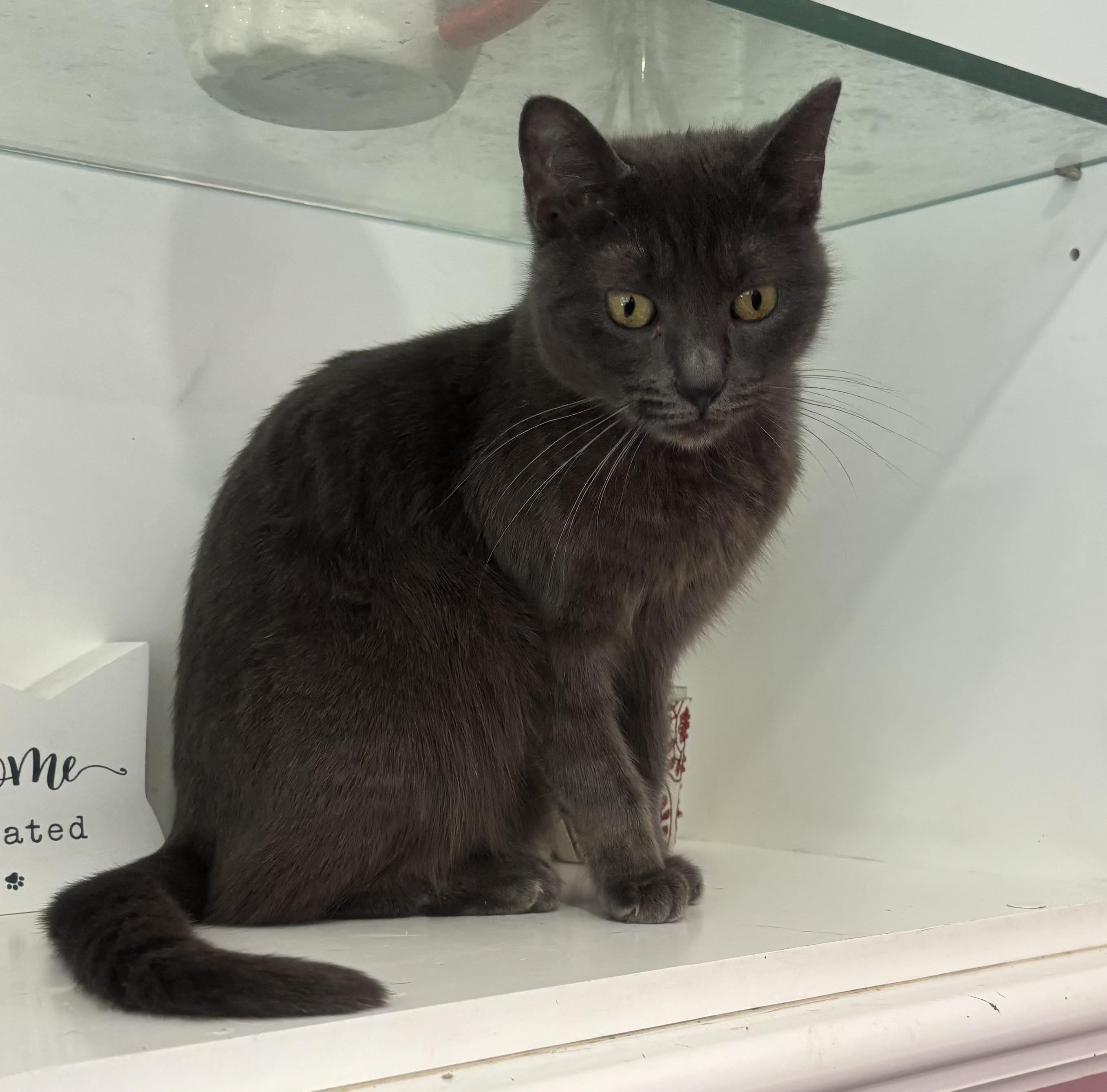 Enlarge Gigi, a Adopted mixed breed in Whittier, CA image 1/5