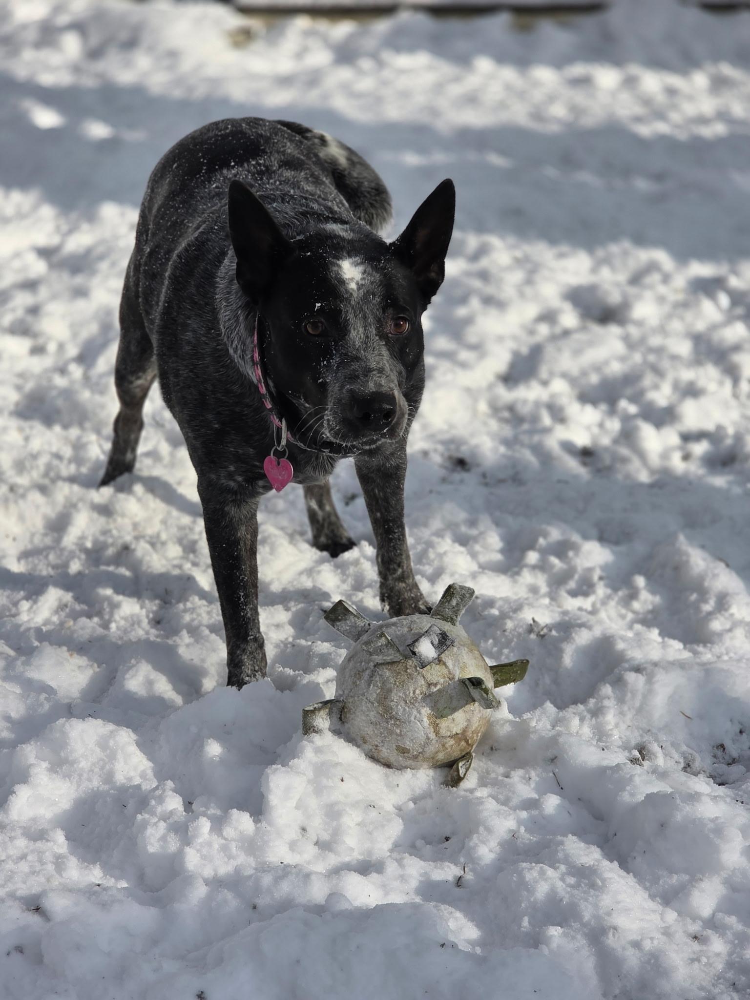 Enlarge Lucy, a Adoptable mixed breed in Chatham, NJ image 6/6