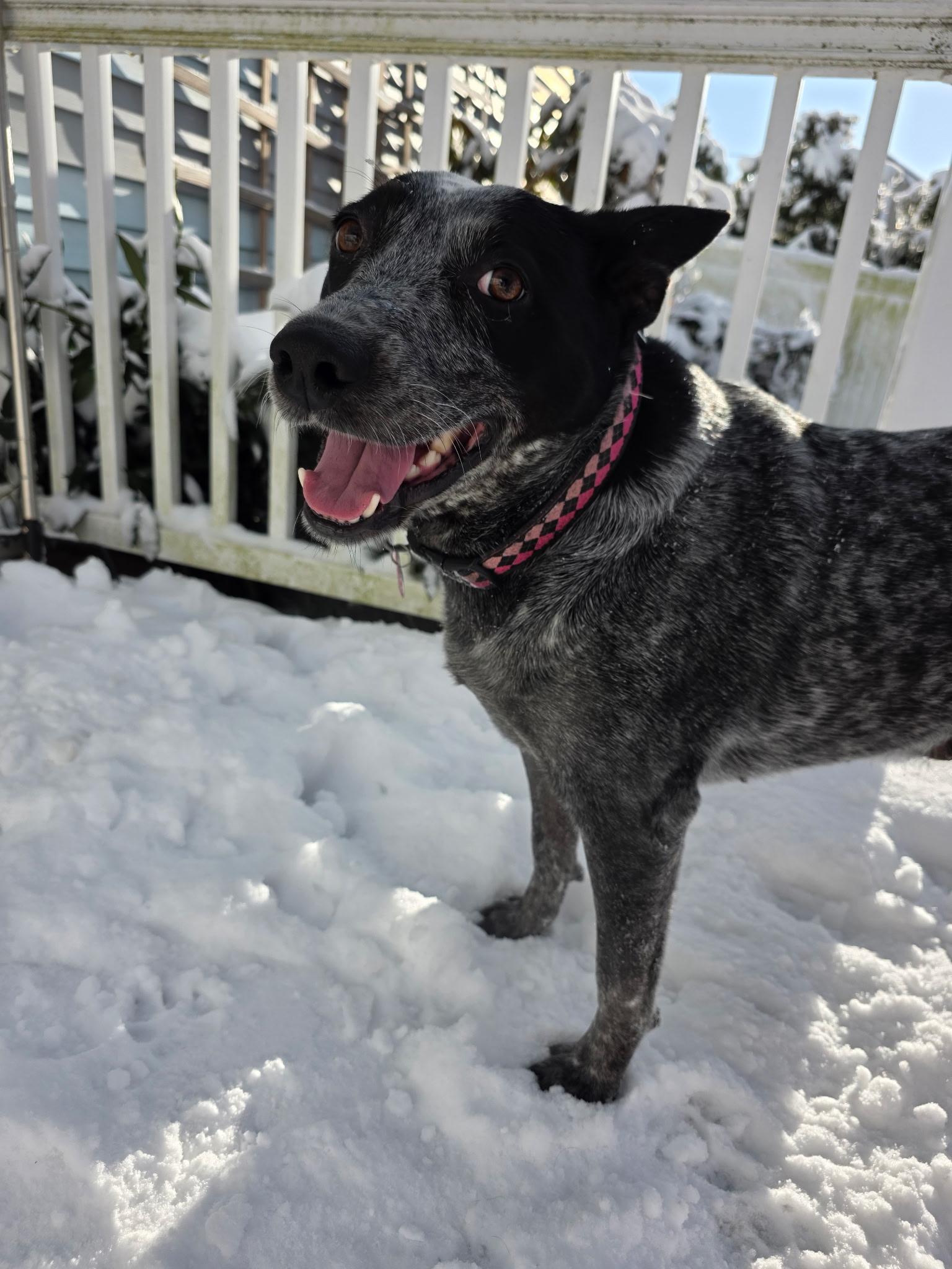 Enlarge Lucy, a Adoptable mixed breed in Chatham, NJ image 1/6