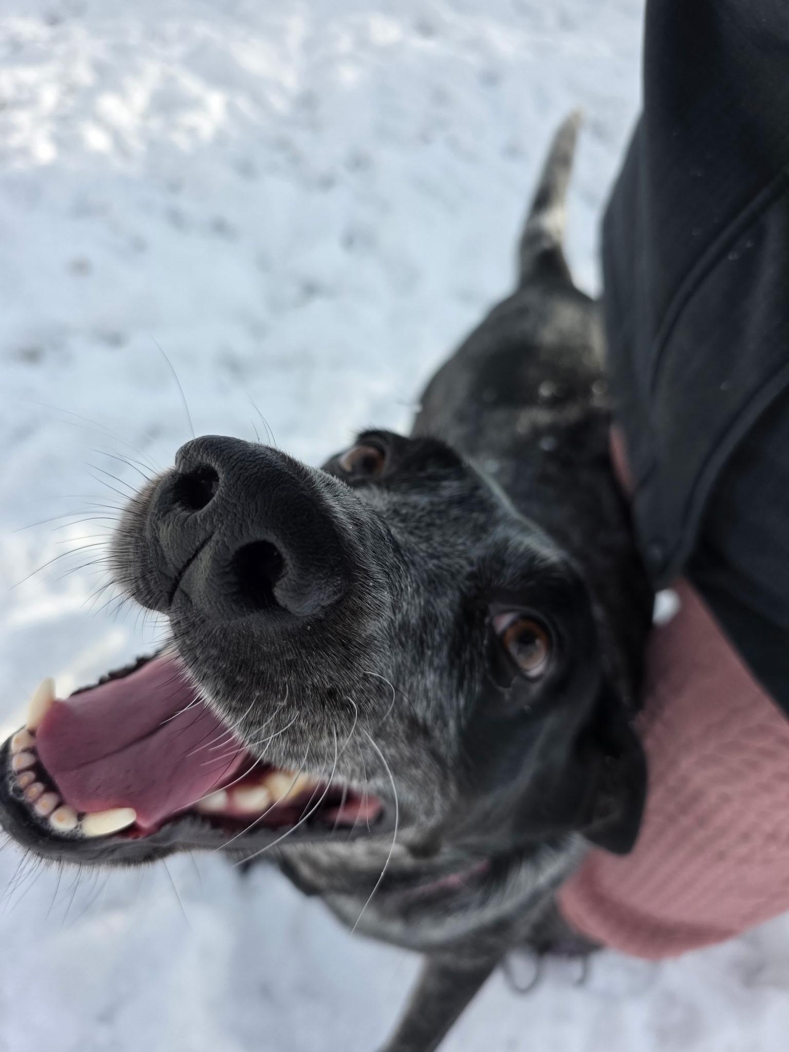 Enlarge Lucy, a Adoptable mixed breed in Chatham, NJ image 4/6