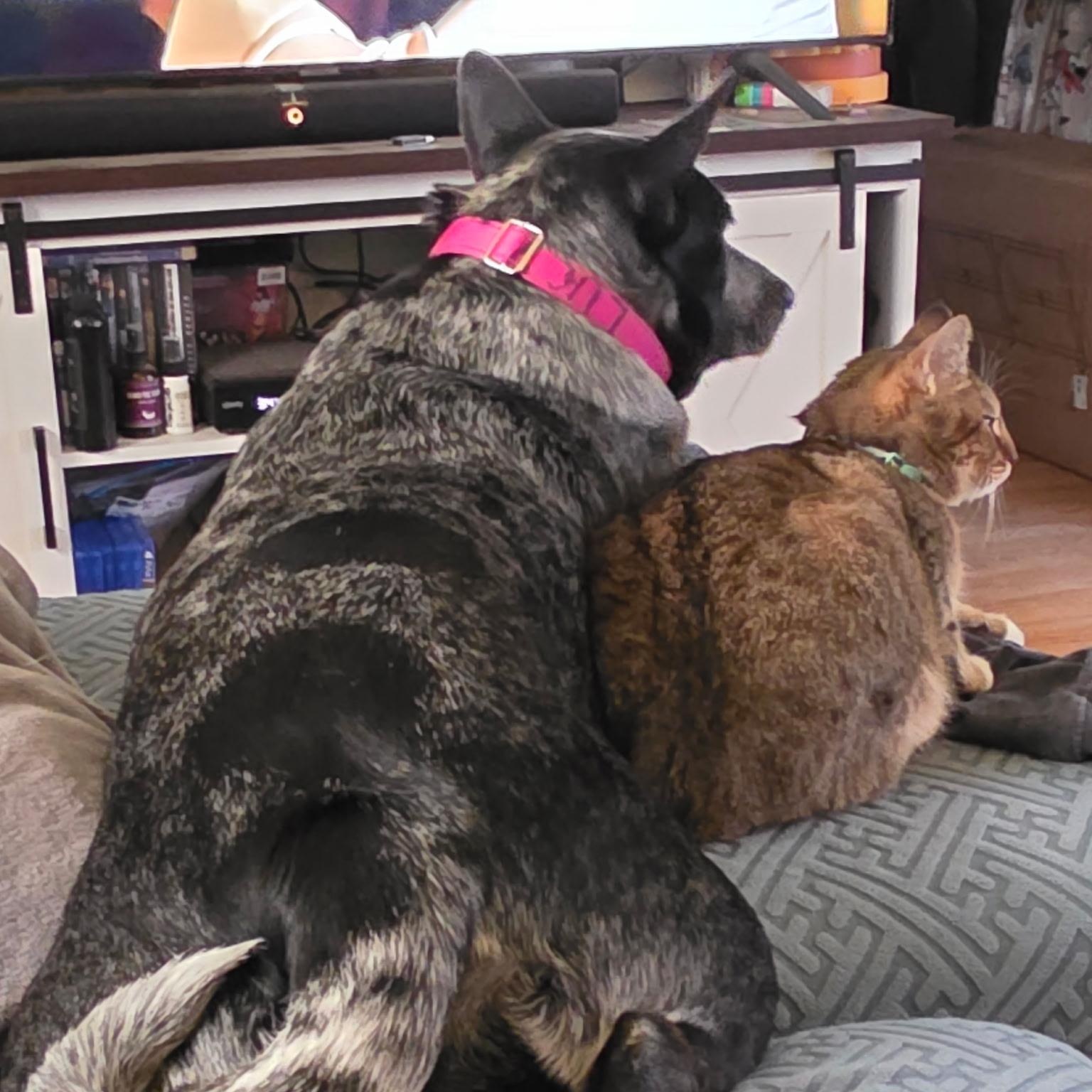 Enlarge Lucy, a Adoptable mixed breed in Chatham, NJ image 3/6