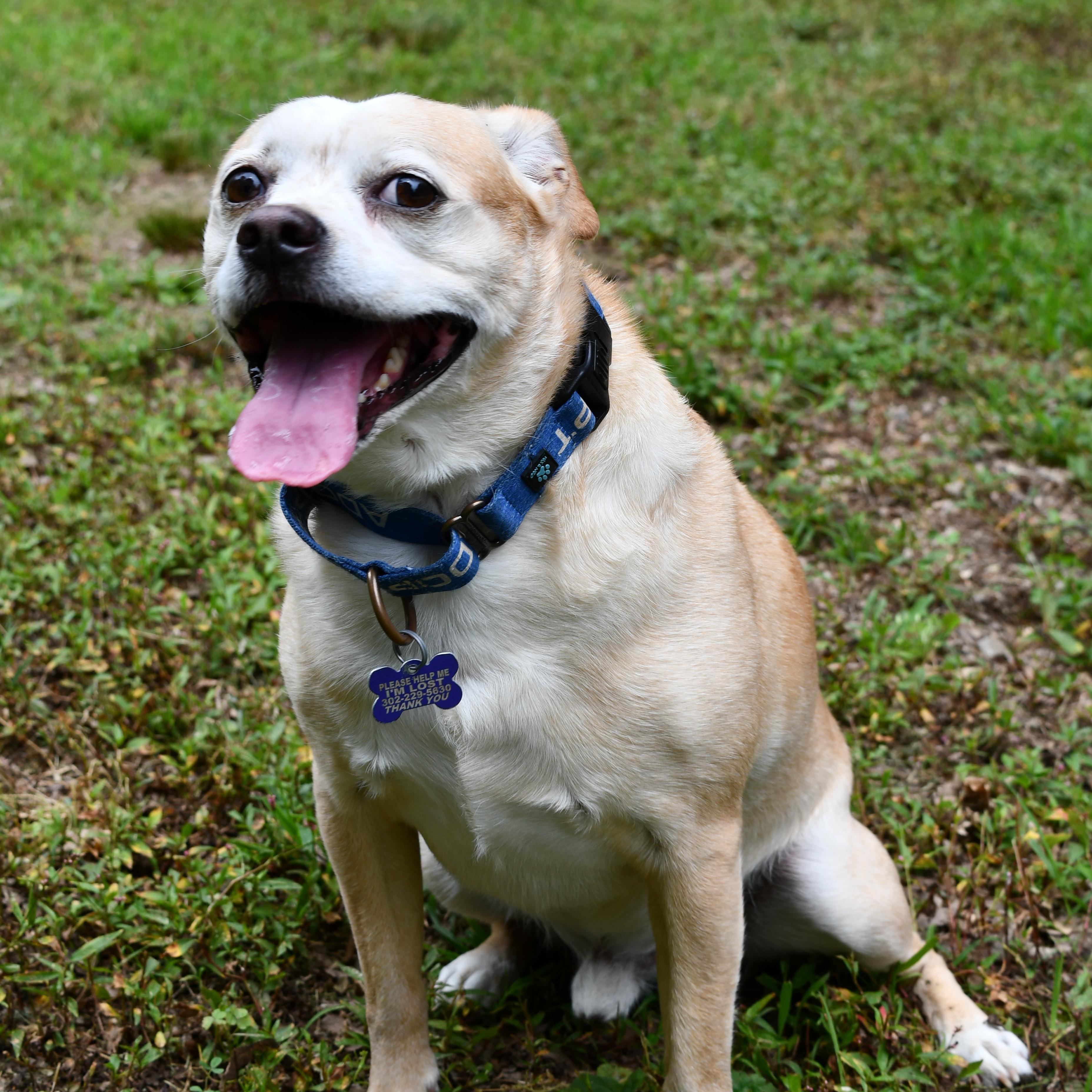 Enlarge Pringles, a Adoptable mixed breed in Elkton, MD image 6/6