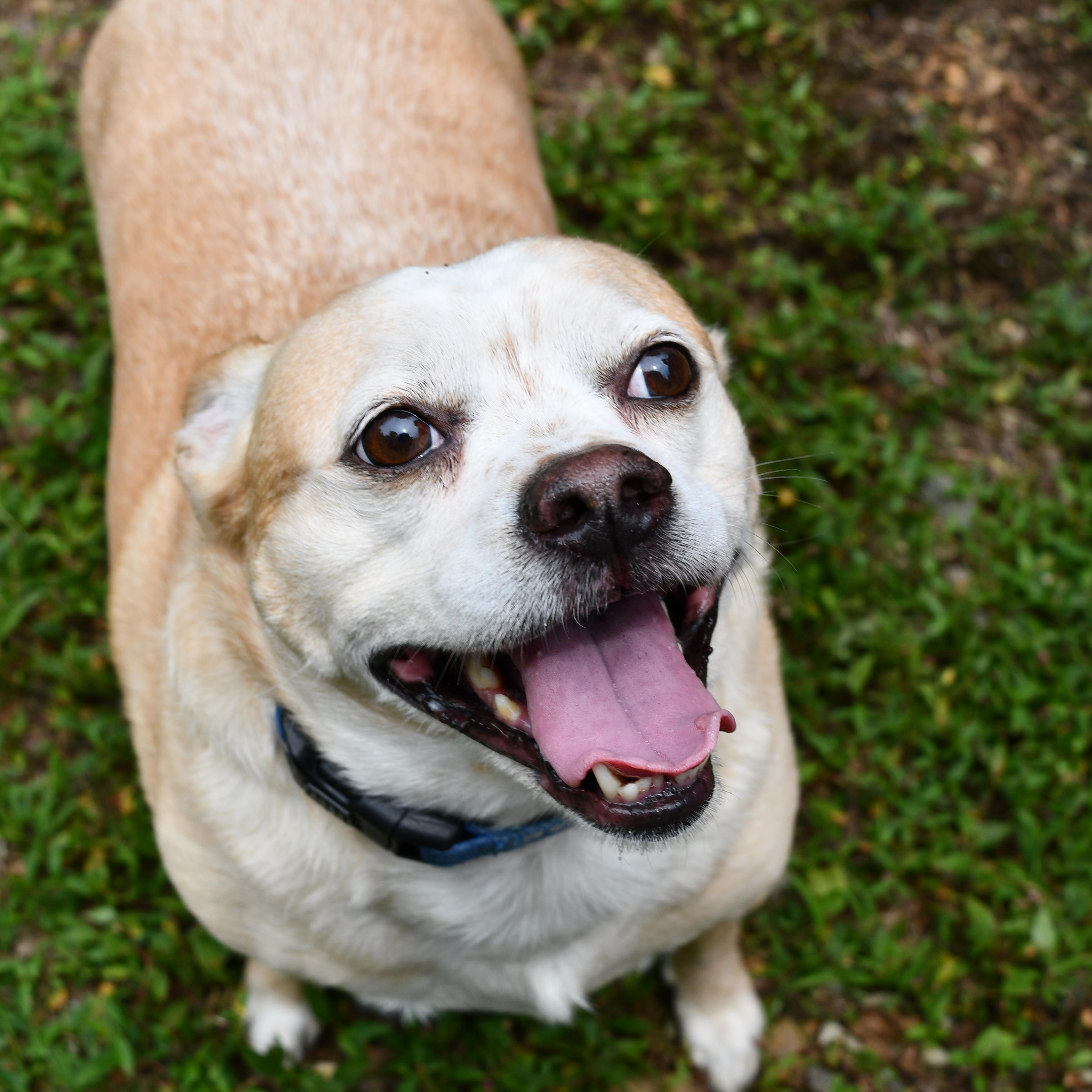 Enlarge Pringles, a Adoptable mixed breed in Elkton, MD image 4/6