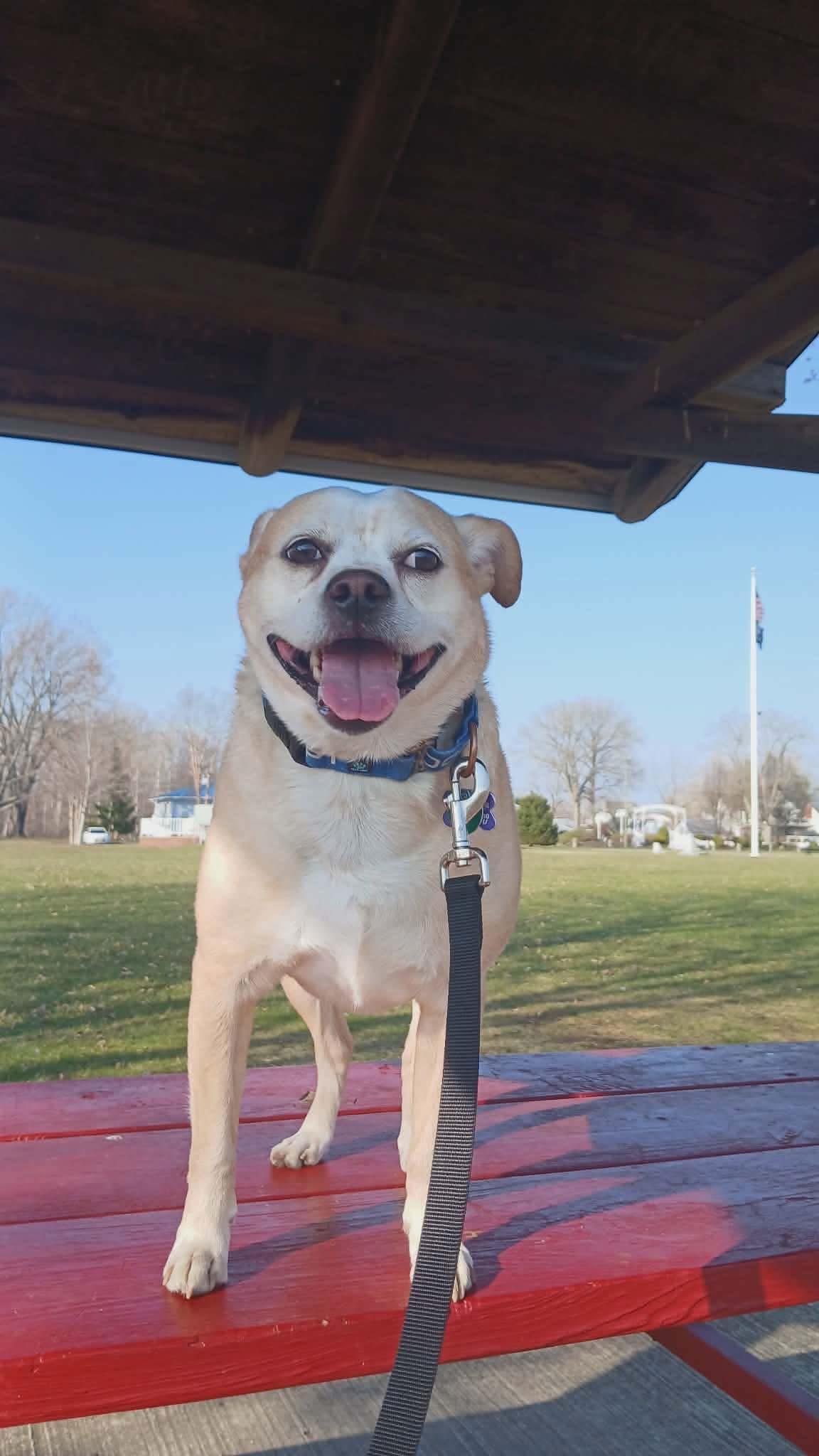 Enlarge Pringles, a Adoptable mixed breed in Elkton, MD image 1/6