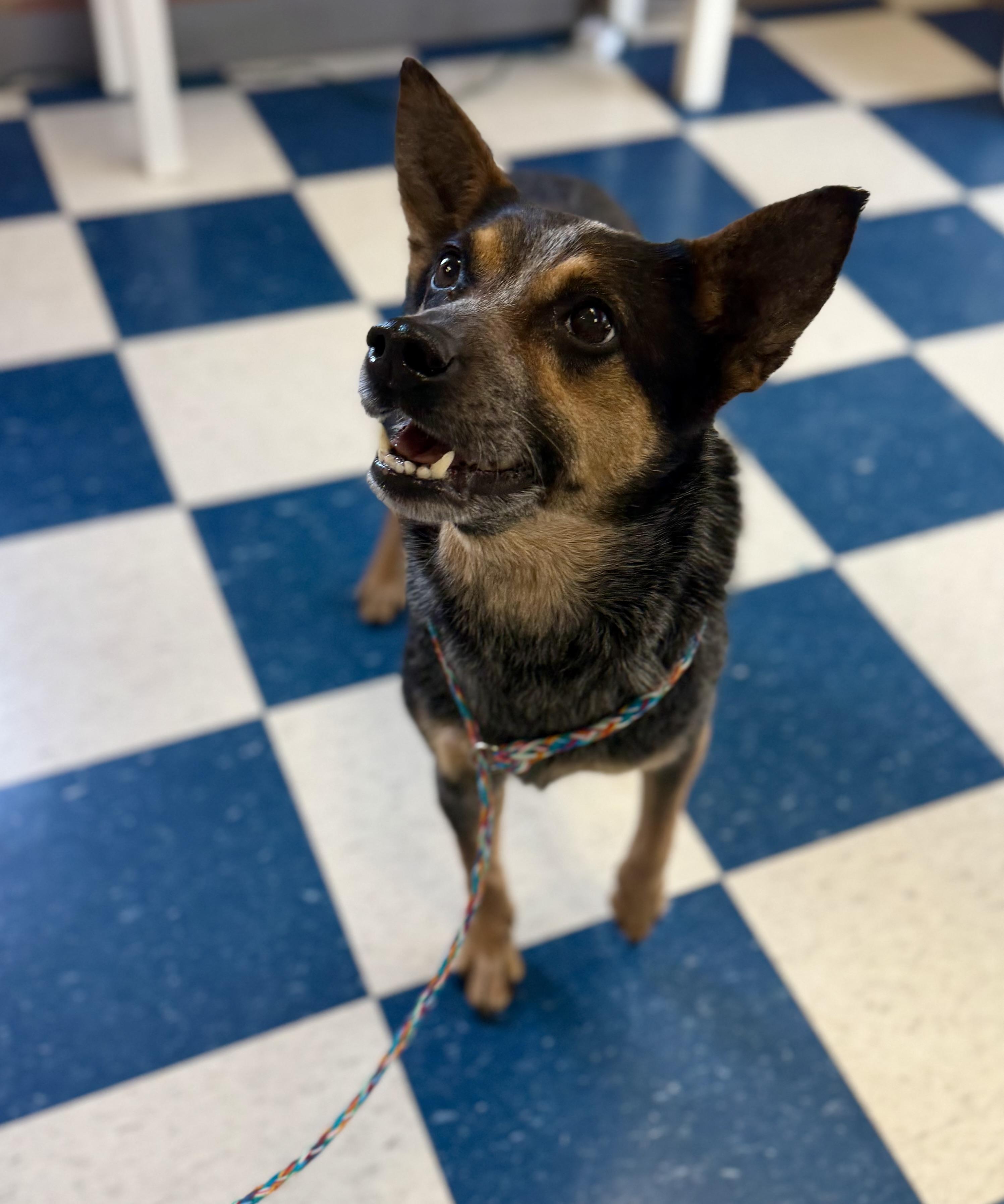 Enlarge Bella, a ADOPTABLE Australian Cattle Dog / Blue Heeler in Auburn, AL image 1/6