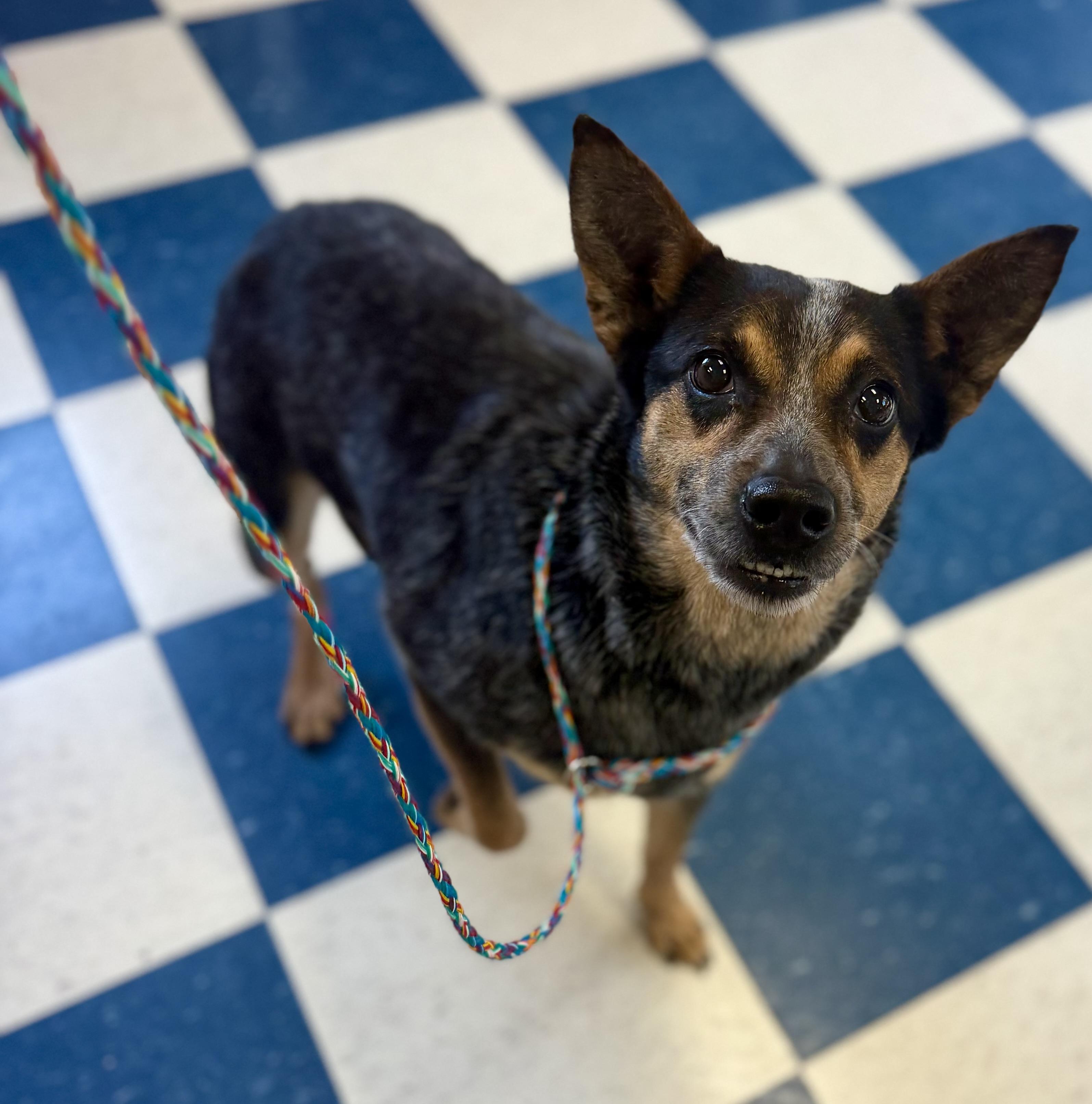 Enlarge Bella, a ADOPTABLE Australian Cattle Dog / Blue Heeler in Auburn, AL image 3/6