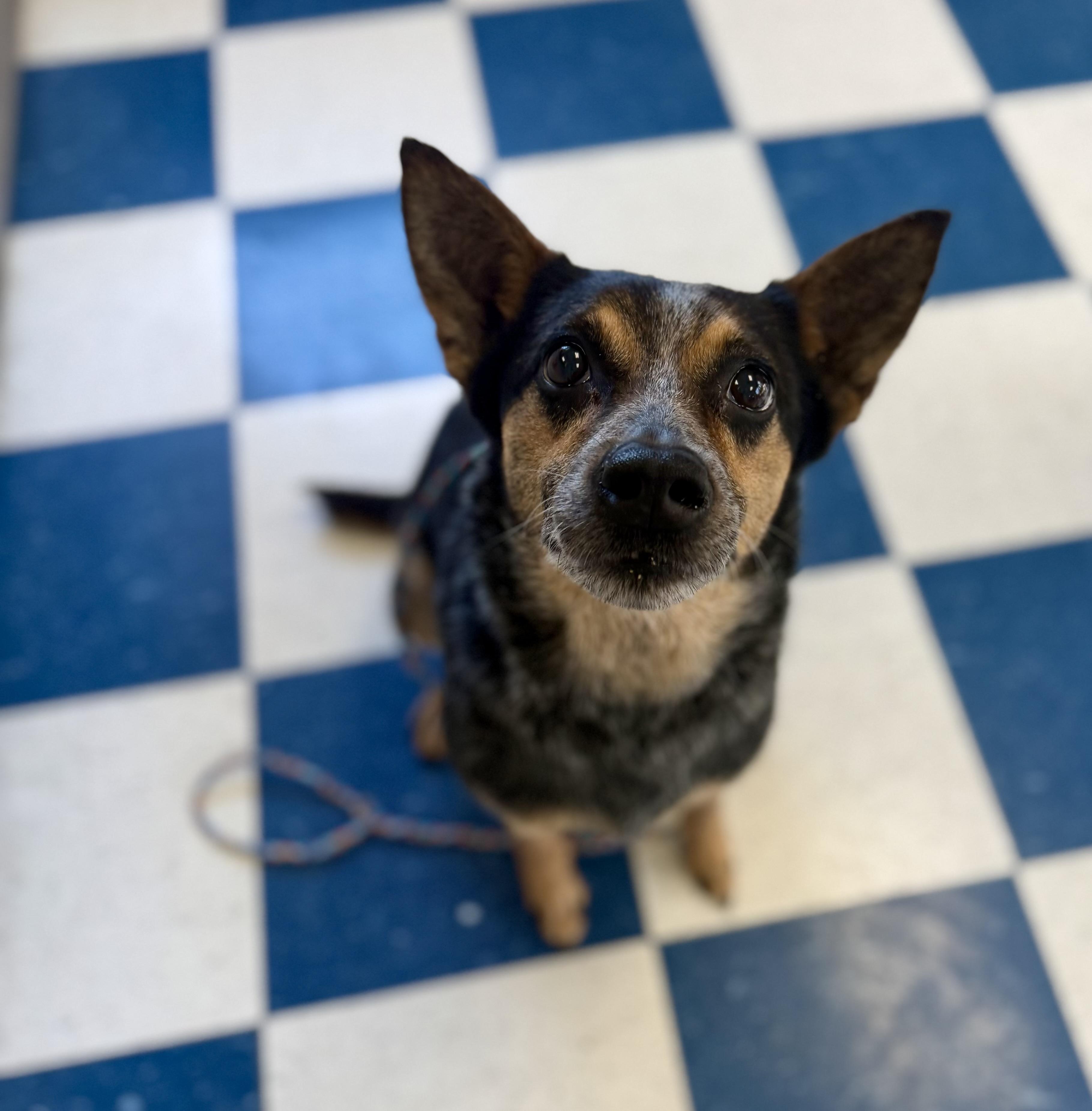 Enlarge Bella, a ADOPTABLE Australian Cattle Dog / Blue Heeler in Auburn, AL image 2/6