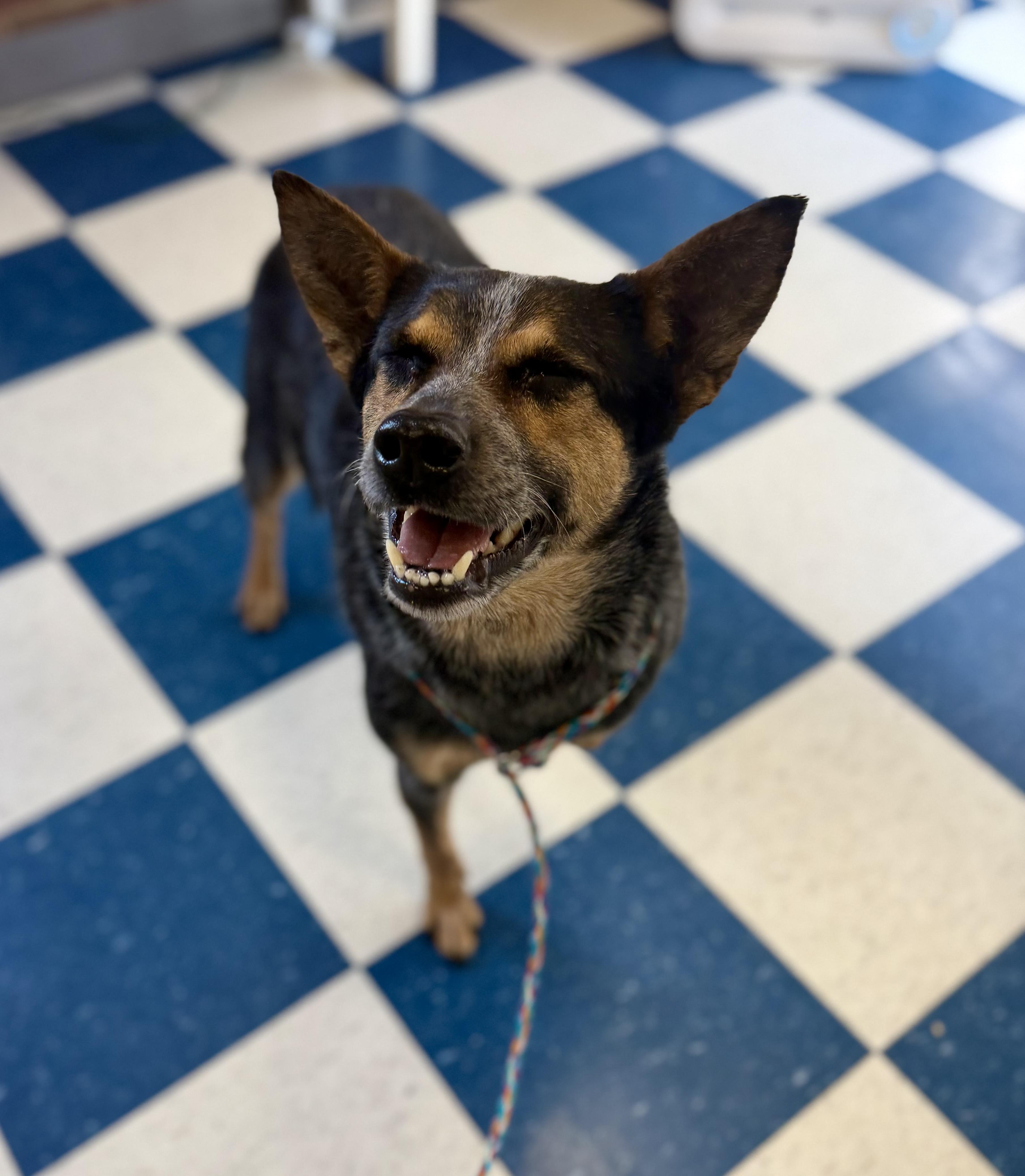Enlarge Bella, a ADOPTABLE Australian Cattle Dog / Blue Heeler in Auburn, AL image 4/6