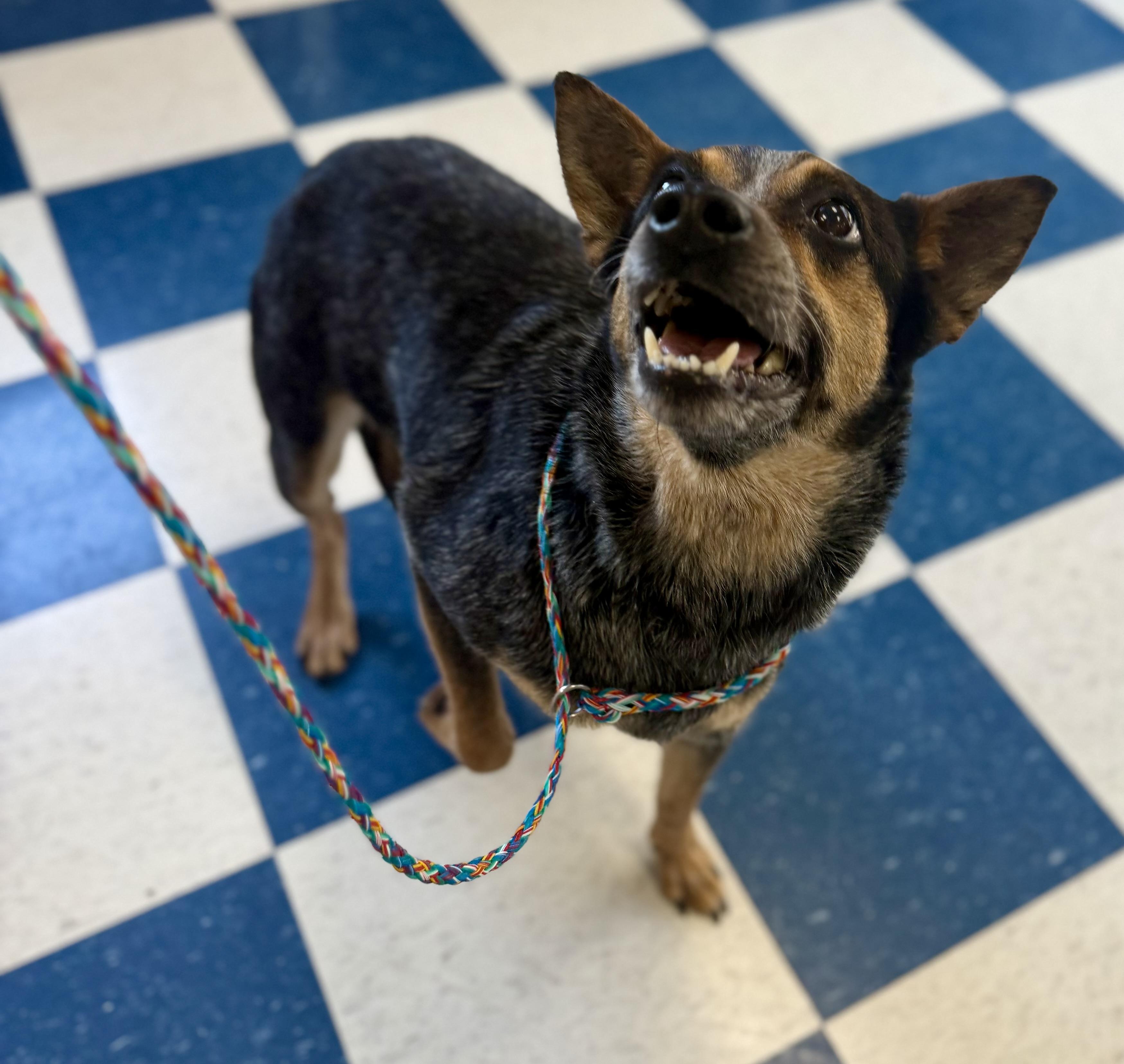 Enlarge Bella, a ADOPTABLE Australian Cattle Dog / Blue Heeler in Auburn, AL image 6/6