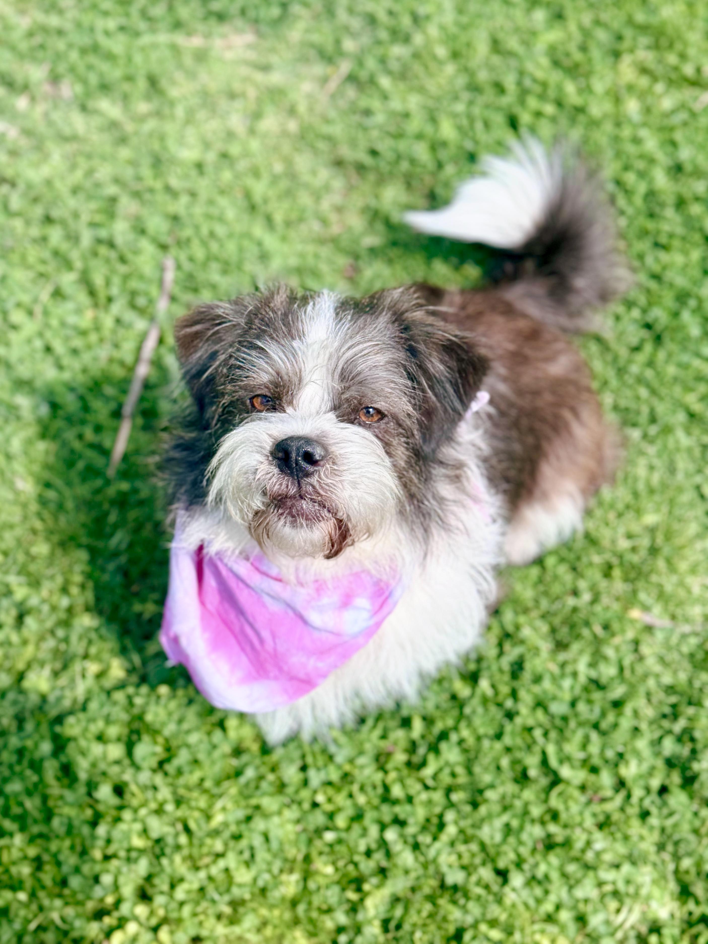 Enlarge MargoRita, an adopted mixed breed in Louisville, KY image 5/6