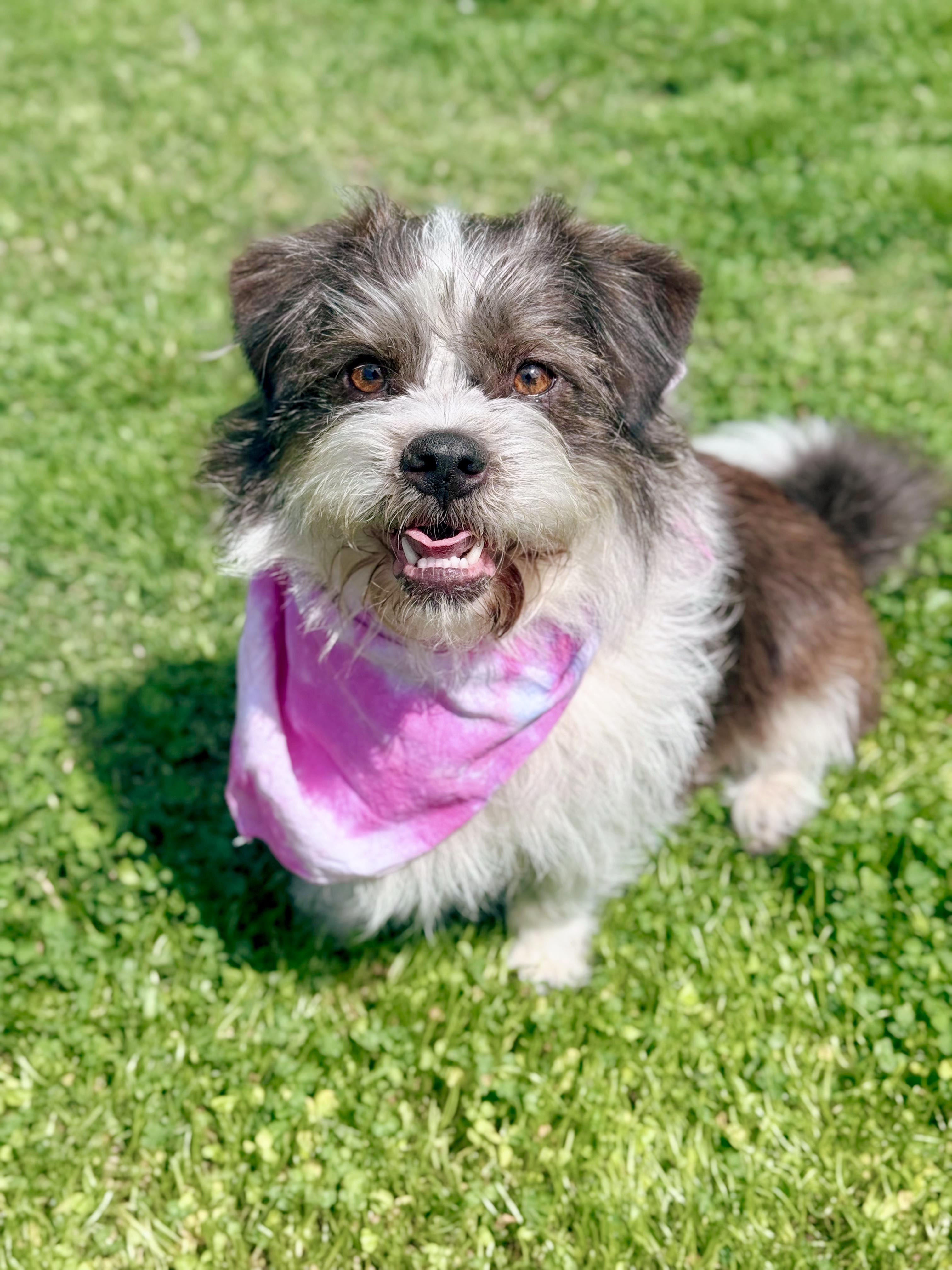 Enlarge MargoRita, an adopted mixed breed in Louisville, KY image 2/6