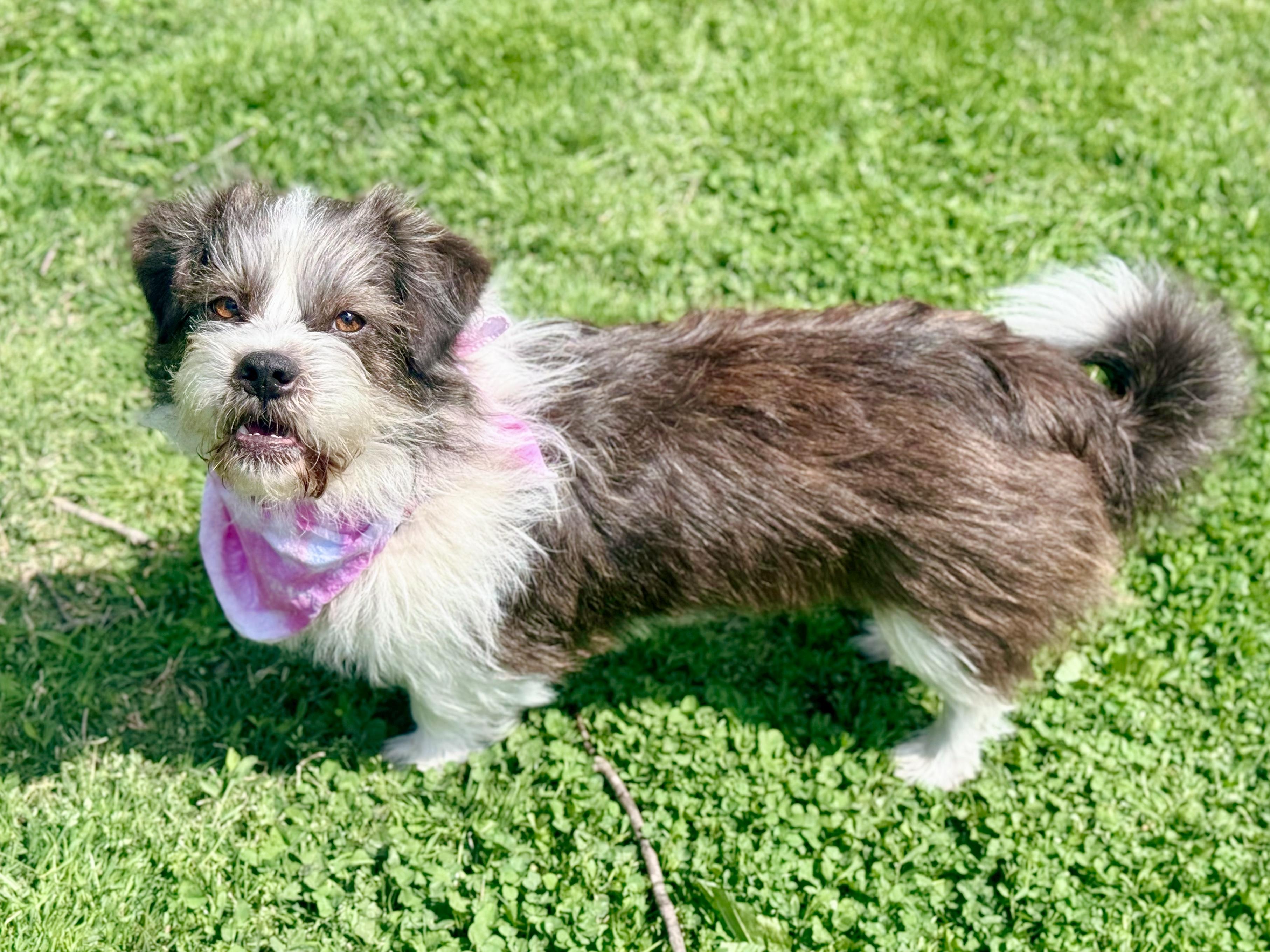 Enlarge MargoRita, an adopted mixed breed in Louisville, KY image 3/6