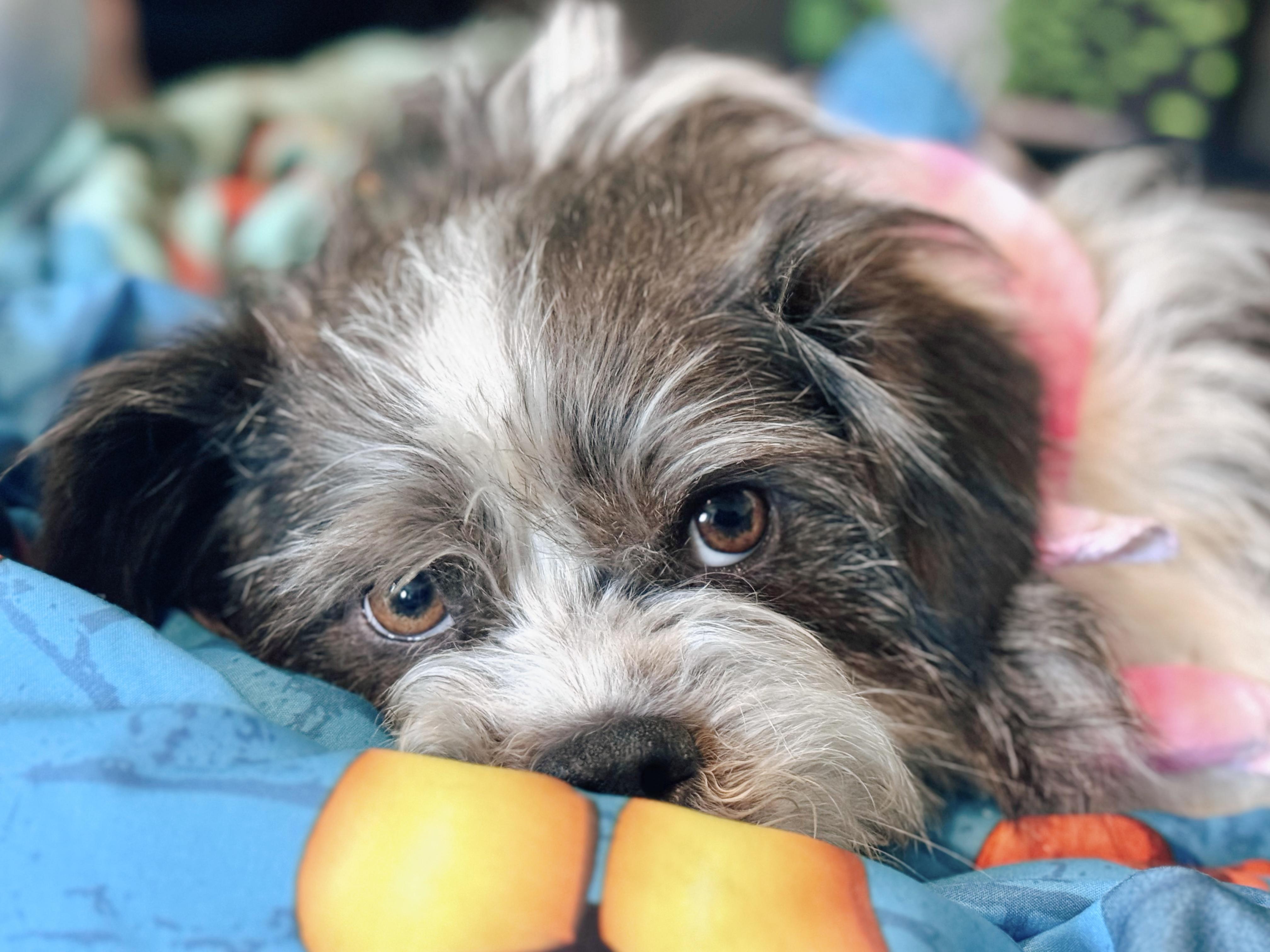 Enlarge MargoRita, an adopted mixed breed in Louisville, KY image 4/6