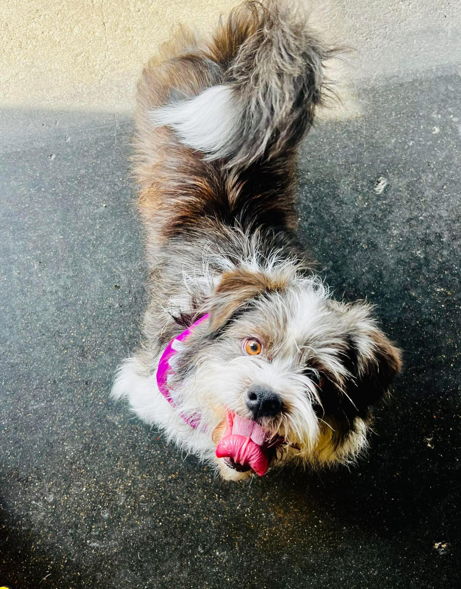 Enlarge MargoRita, an adopted mixed breed in Louisville, KY image 6/6