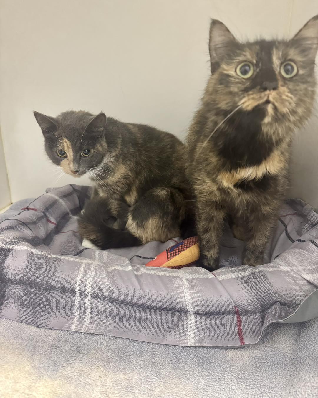 Judy & Trudy thumbnail 4