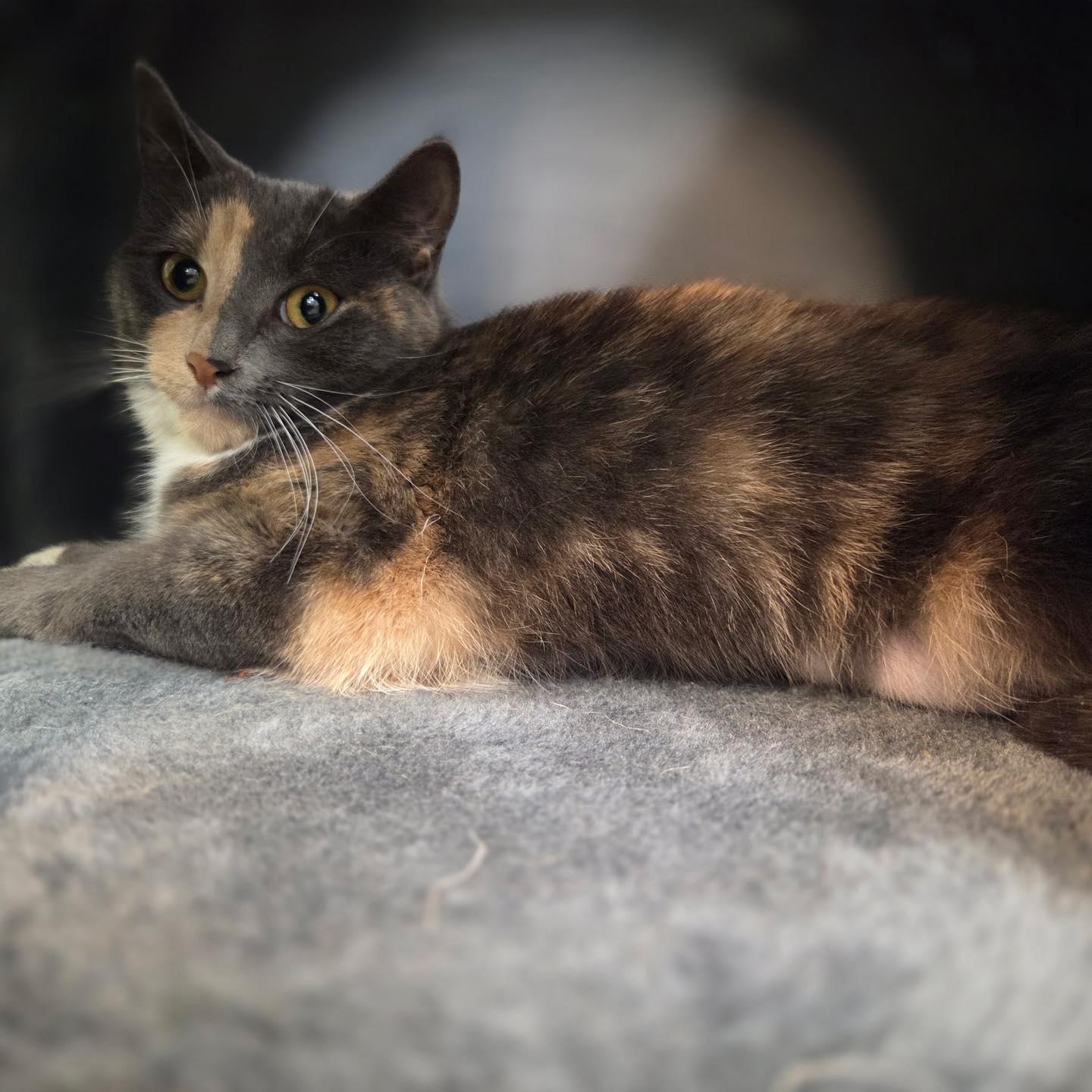 Judy & Trudy thumbnail 5