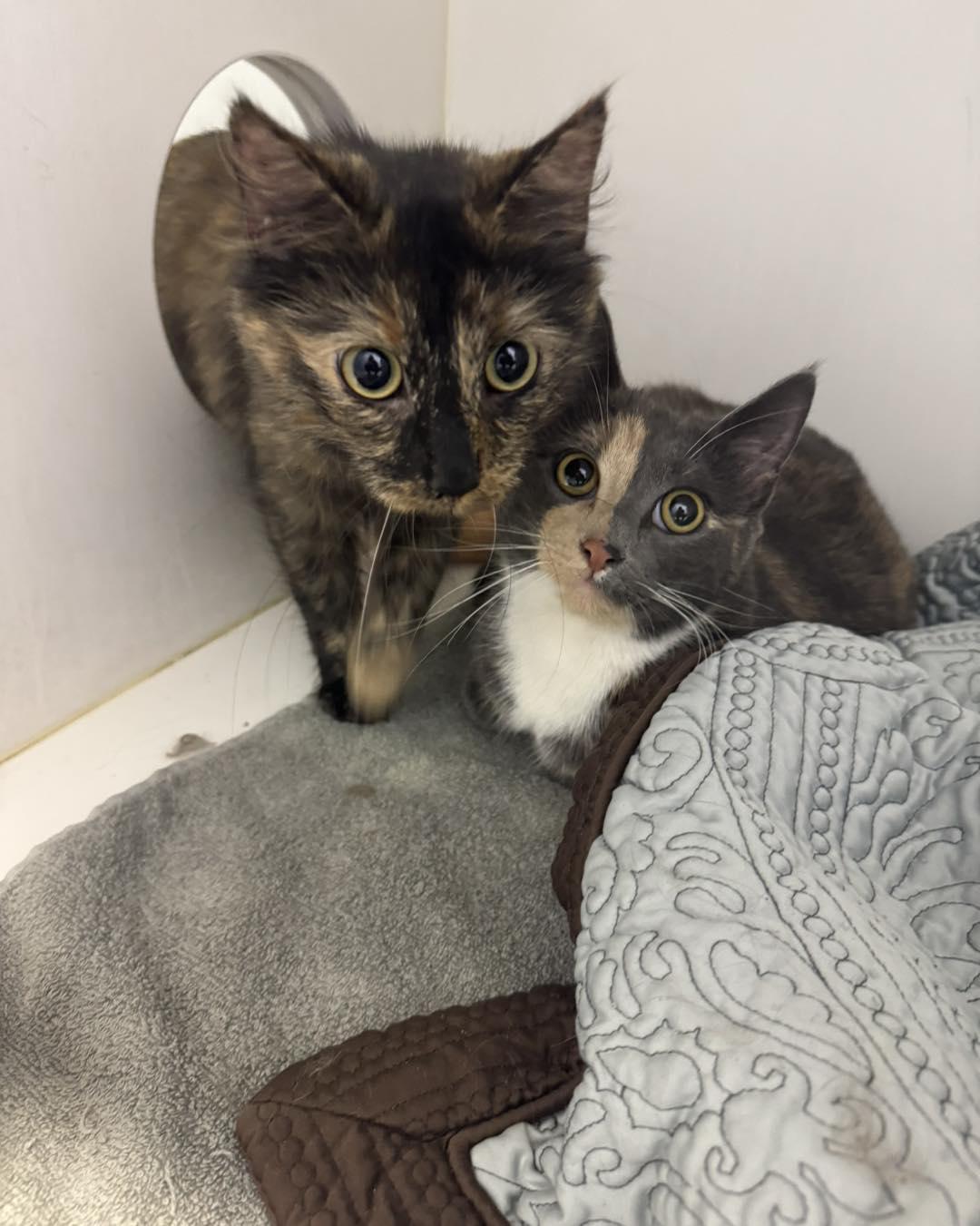 Judy & Trudy, ADOPTABLE, Young Female Tortoiseshell.